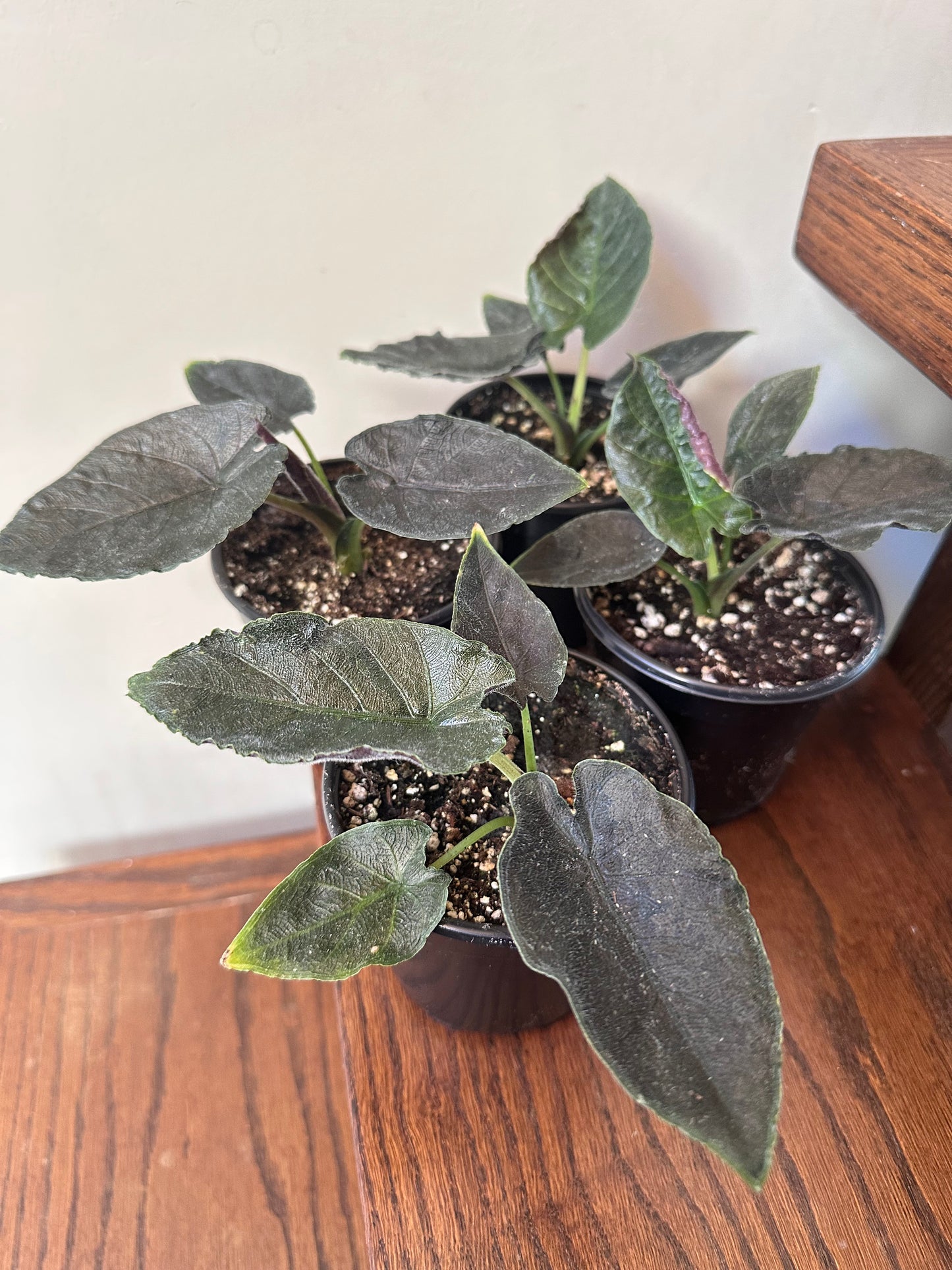 Alocasia Antoro Velvet