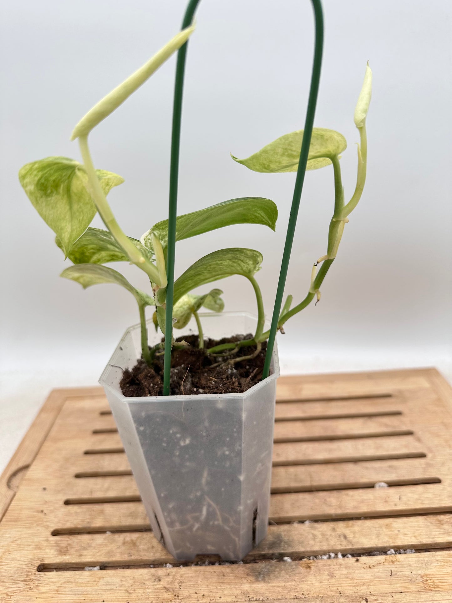 Scindapsus Halimoon - Multiple Growths - Thanksgiving Sale 💚