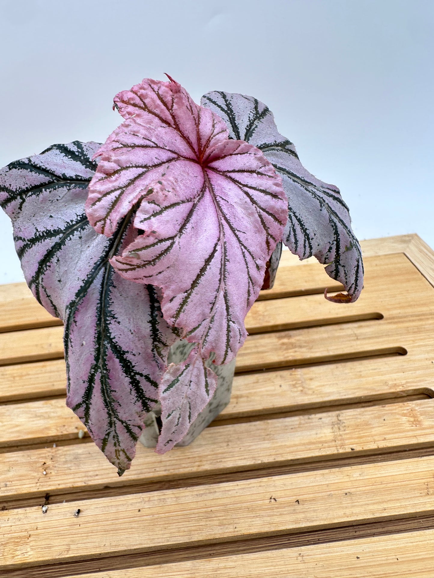 Begonia Lamoon
