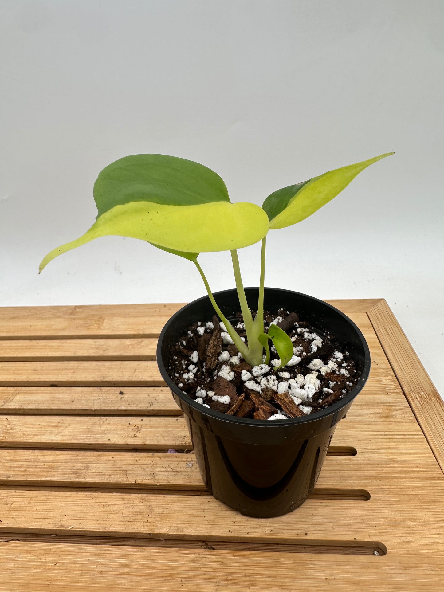 Monstera Light Lime