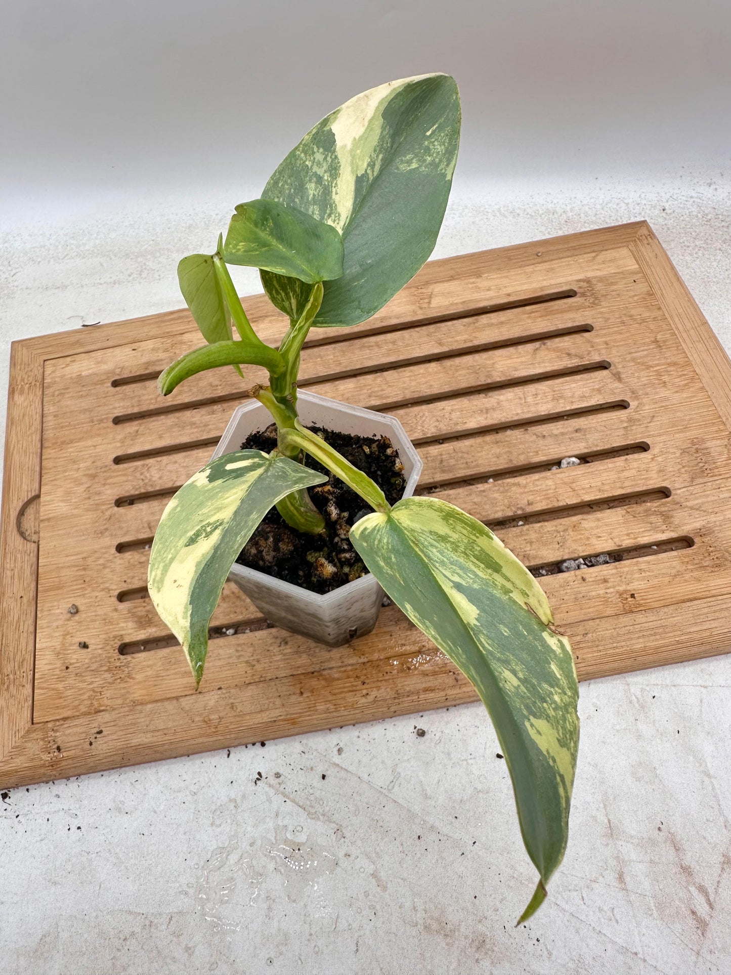 Philodendron Silver Sword Variegated - Thanksgiving Sale 💚
