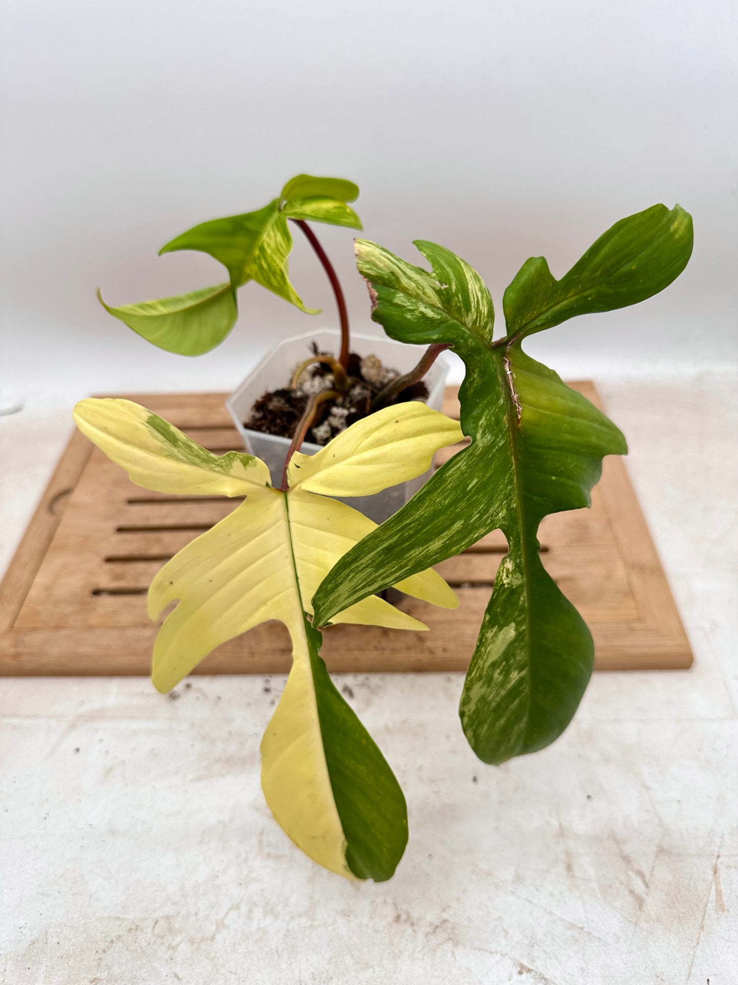 Philodendron Florida Beauty Variegated