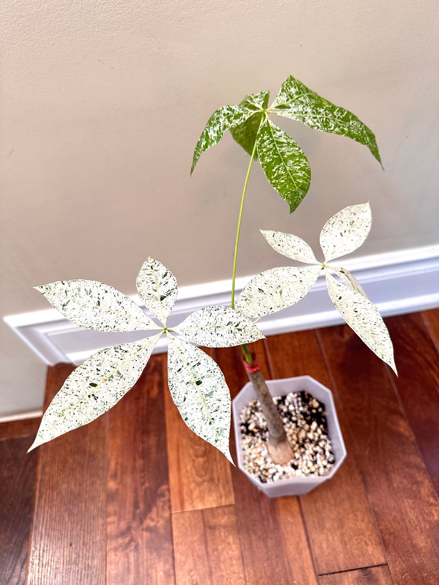 Variegated Money Tree B - August Sale