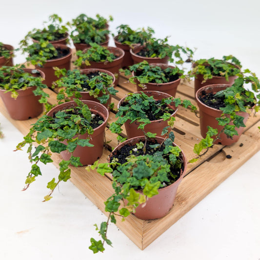 Miniature Oakleaf Ficus - String of Frogs