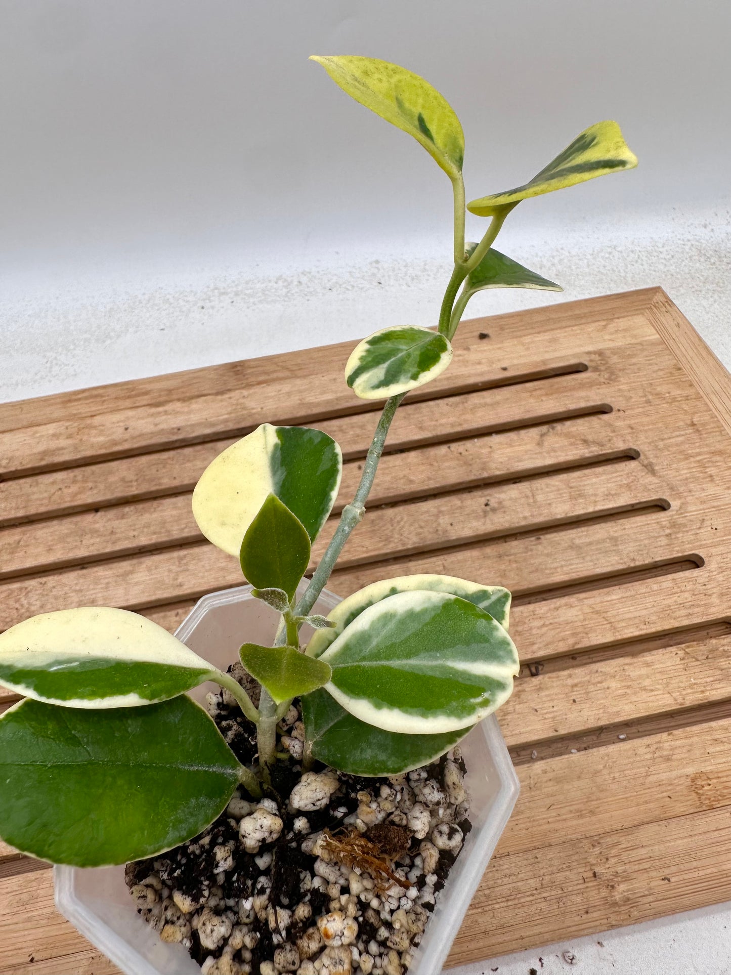 Hoya Australis Albo