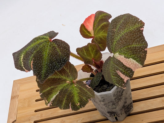 Begonia Soli Mutata Variegated
