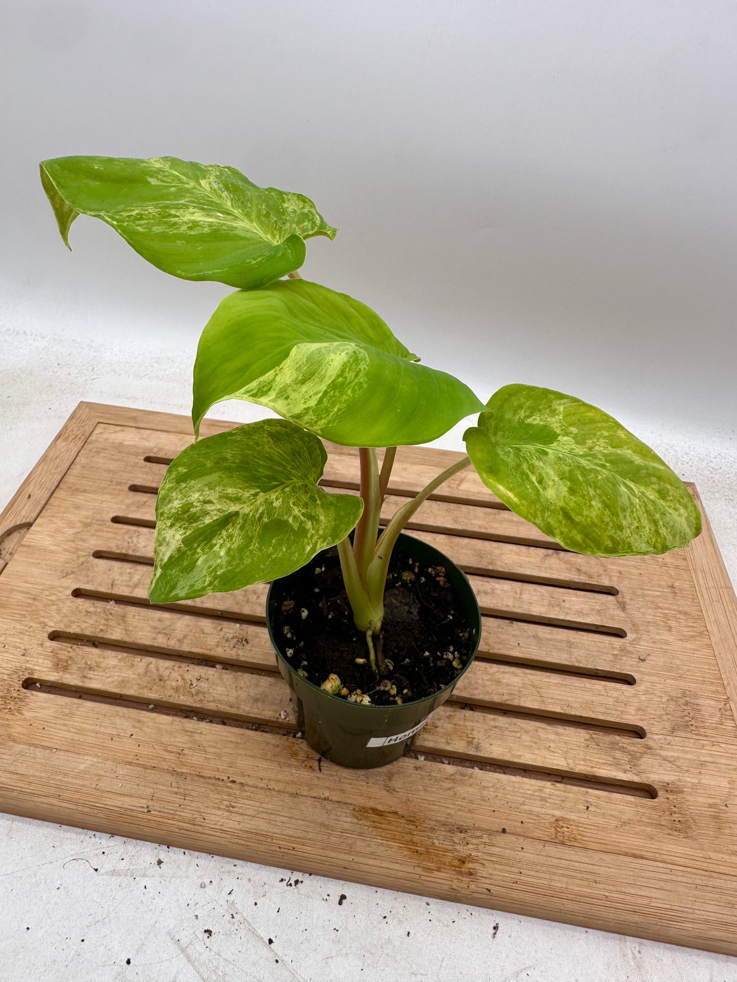 Homalonema Variegated - August Sale