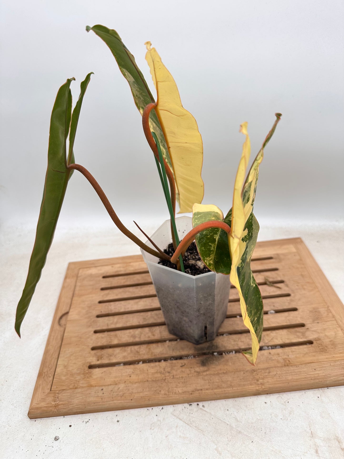 Philodendron Billietiae Variegated