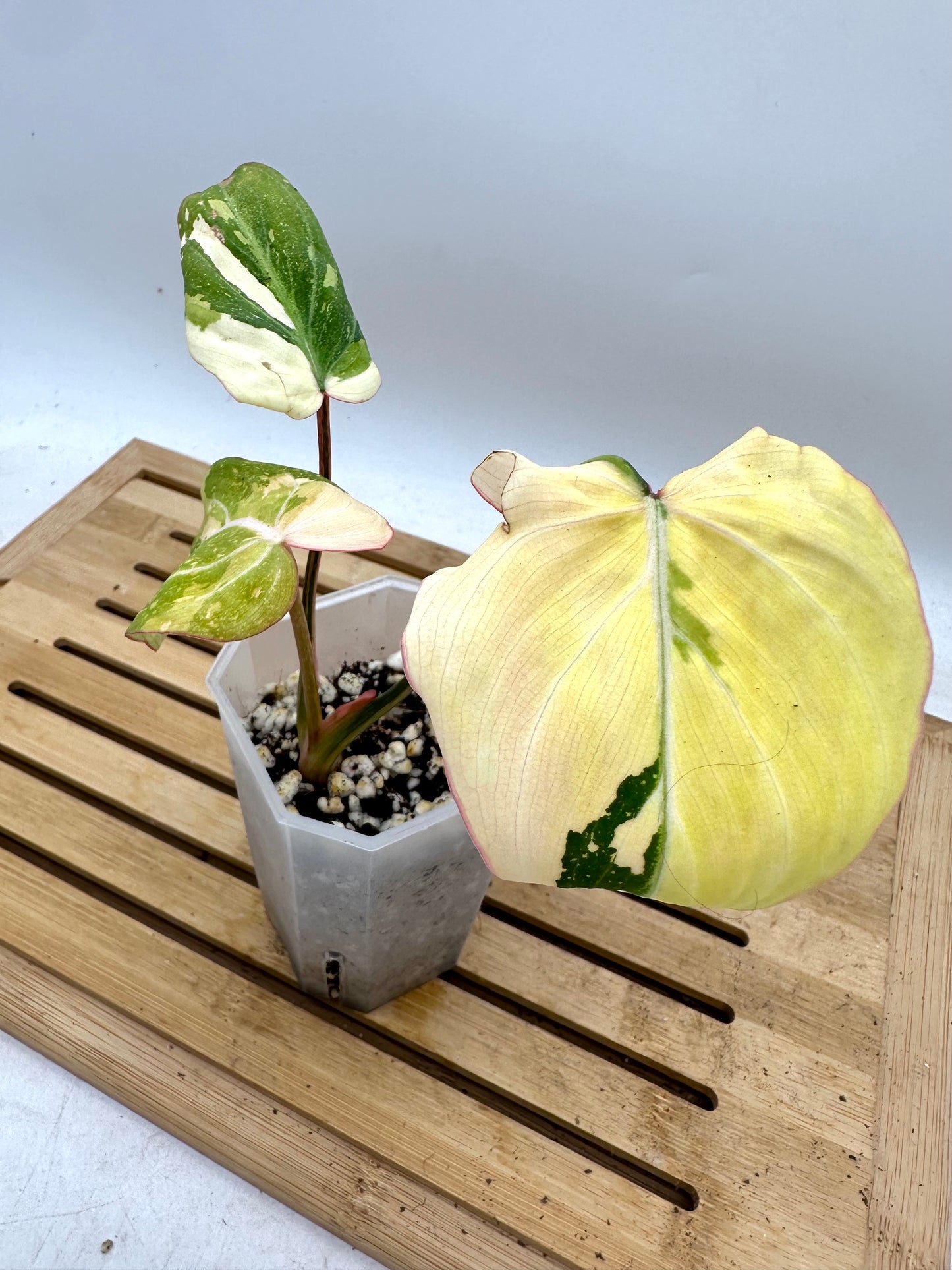 Pre Mother’s Day Sale - 🦄Philodendron Gloriosum Variegated