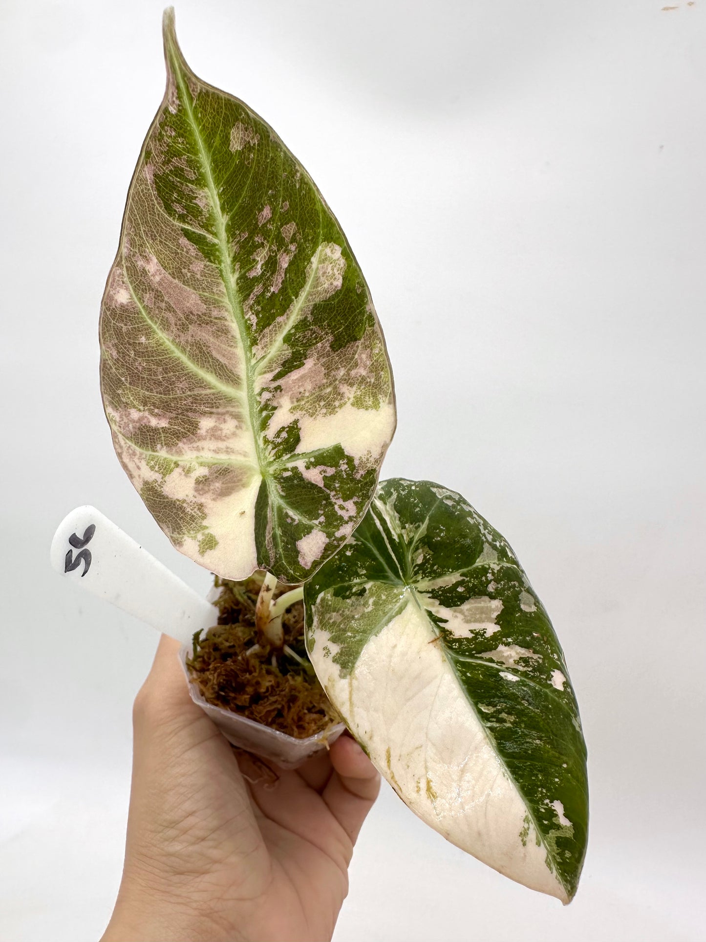 Alocasia Black Velvet Albo Pink Variegated