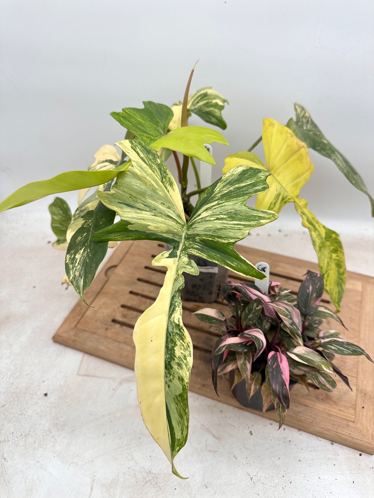 Combo Sale - Philodendron Fb x Mayoi Variegated & Pink Princess Galaxy