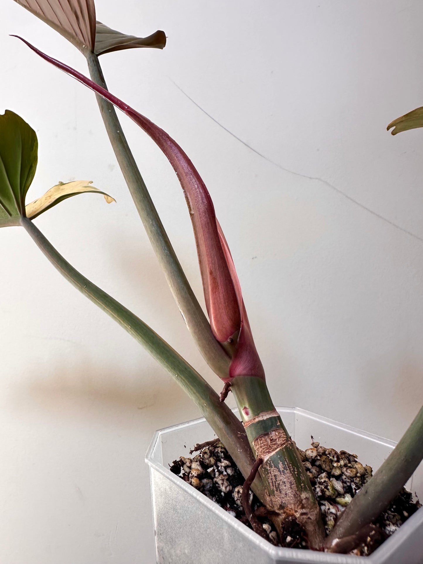 Philodendron Caramel Marble Variegated