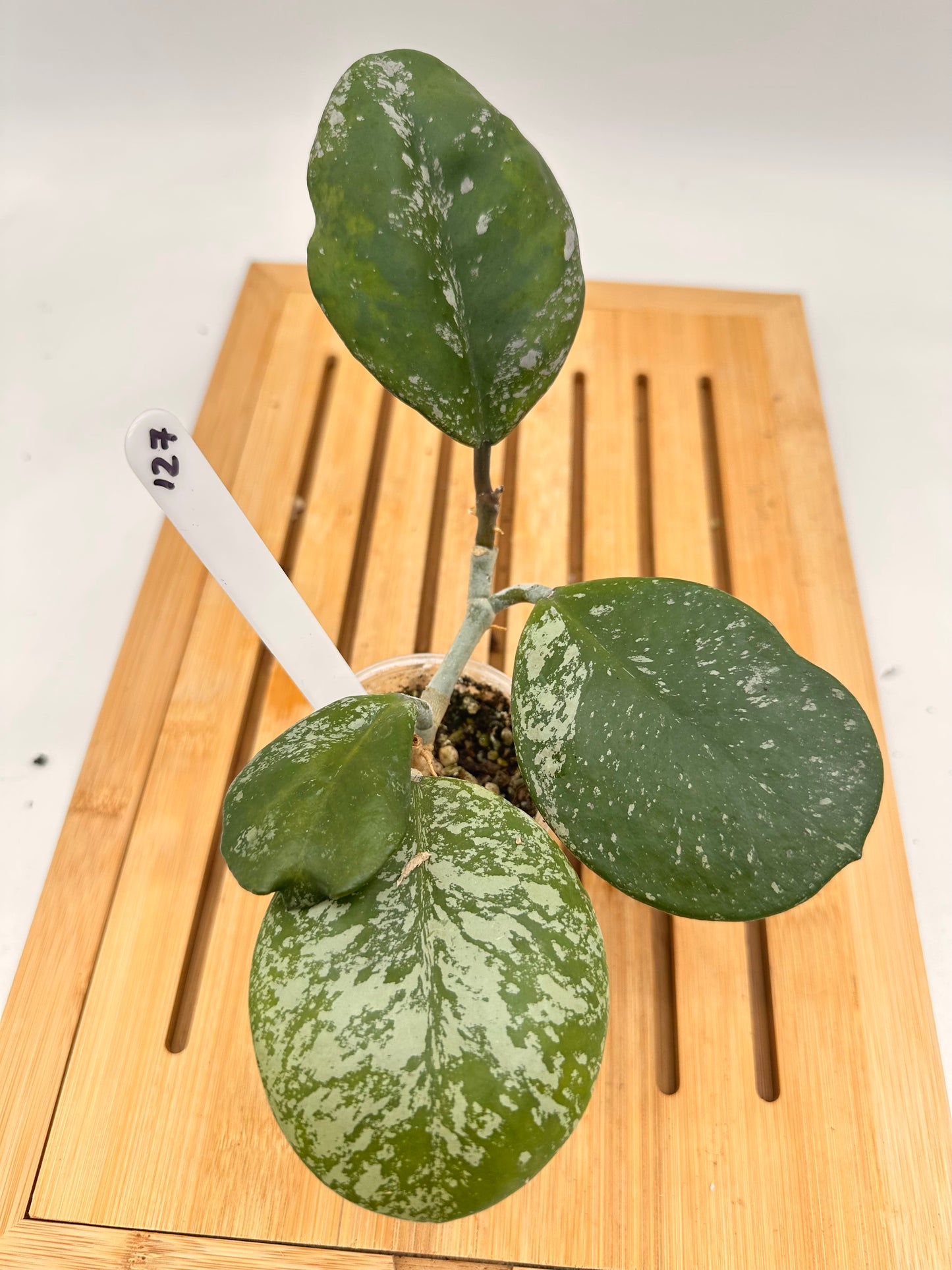 Hoya Obovata Splash - 127