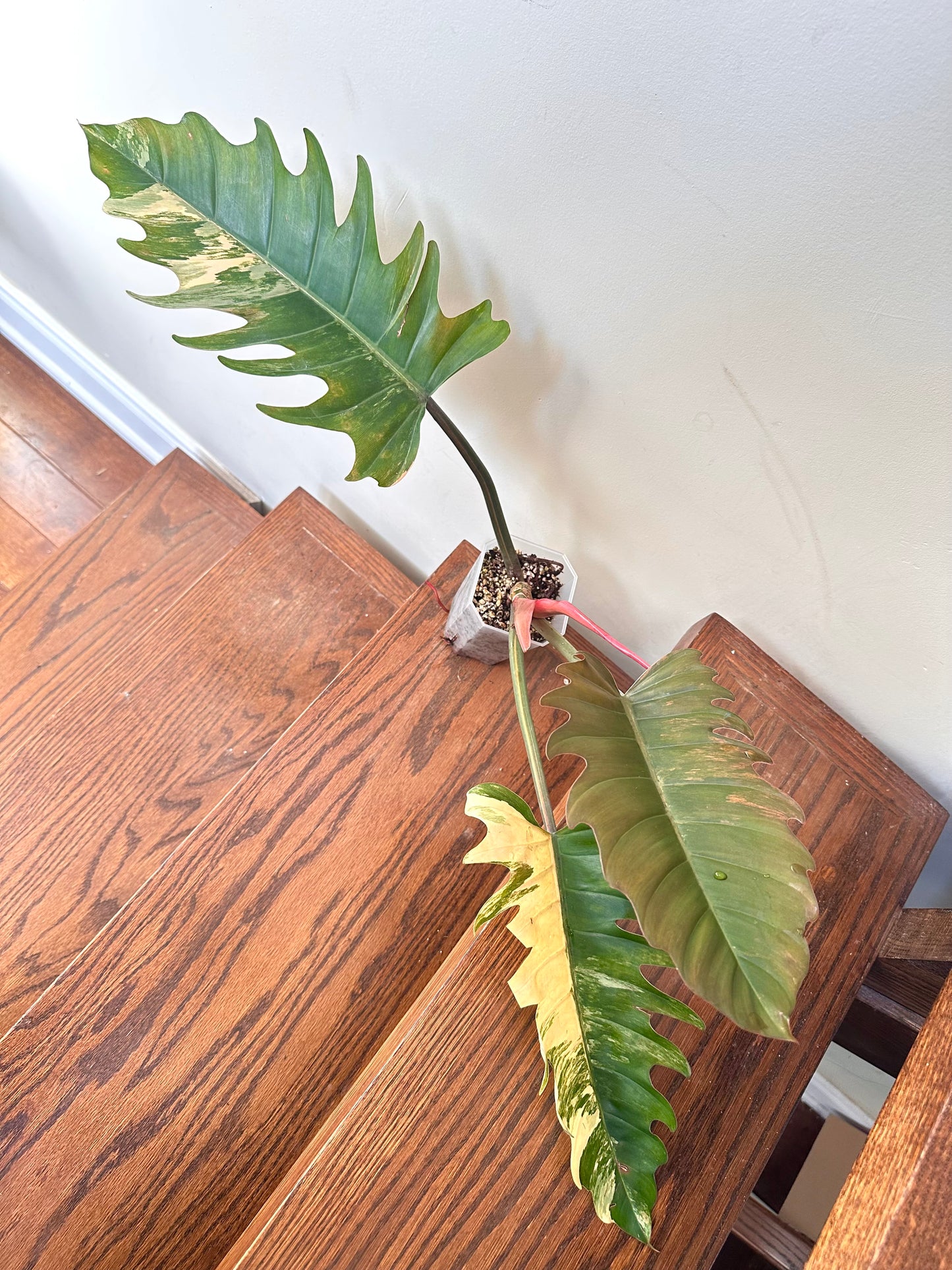 Philodendron Caramel Marble Variegated