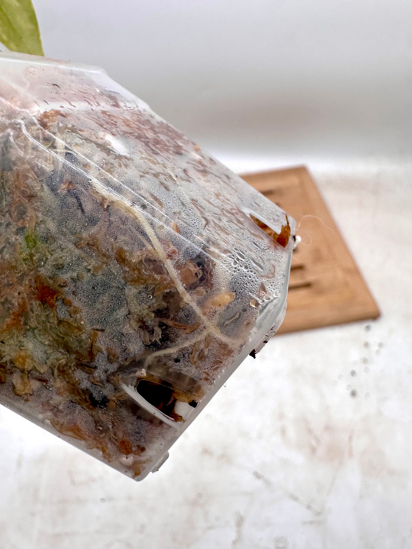 Alocasia Silver Dragon Aurea Variegated