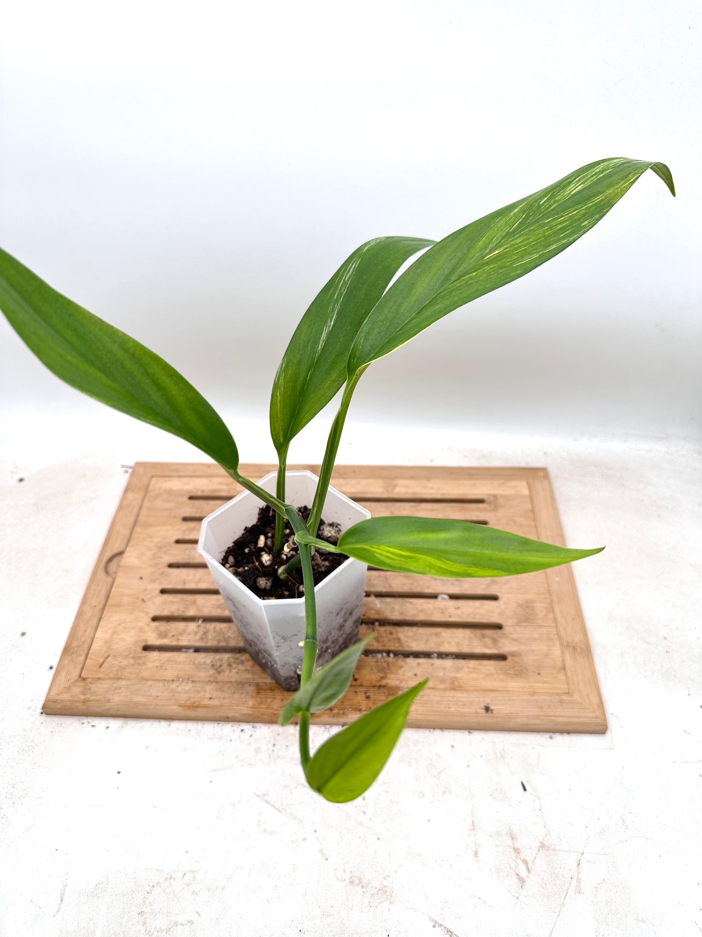 Epipremnum Amplissimum Variegated - Thanksgiving Sale 💚