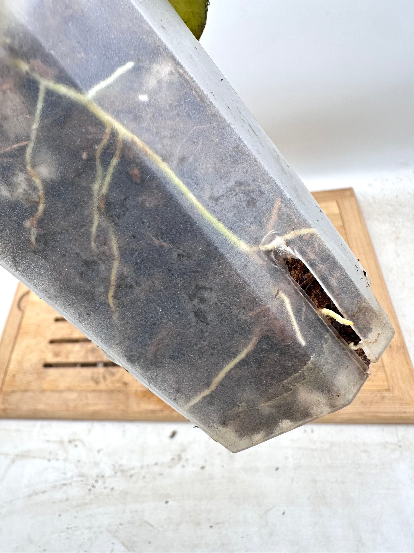 Hoya Cloudy Sky - 2 Rooted Cuttings in The Pot - Clearance Sale 💚