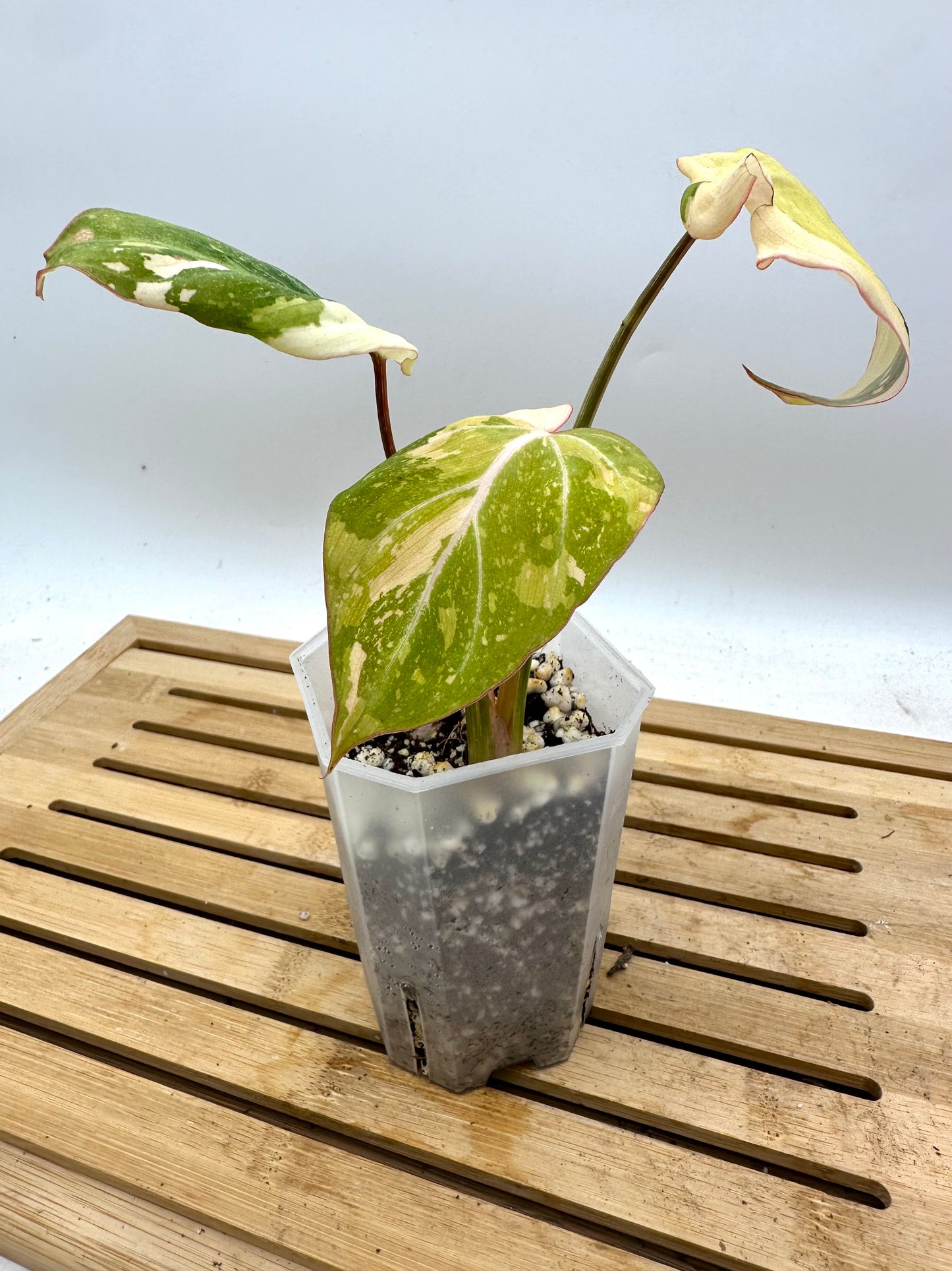 Pre Mother’s Day Sale - 🦄Philodendron Gloriosum Variegated