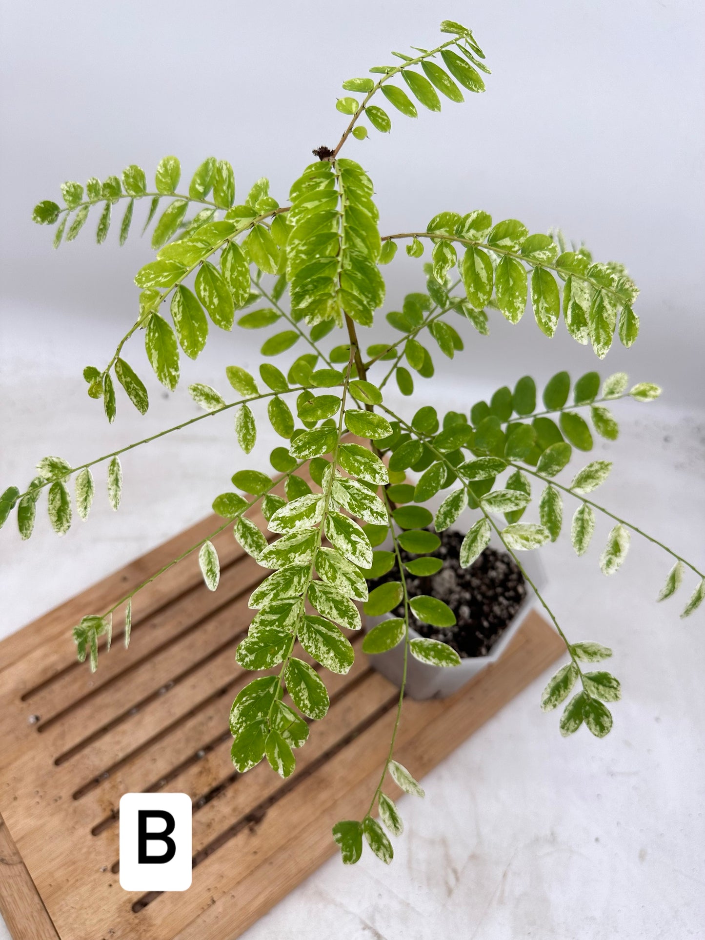 Phyllanthus Pulcher Variegated - Size M