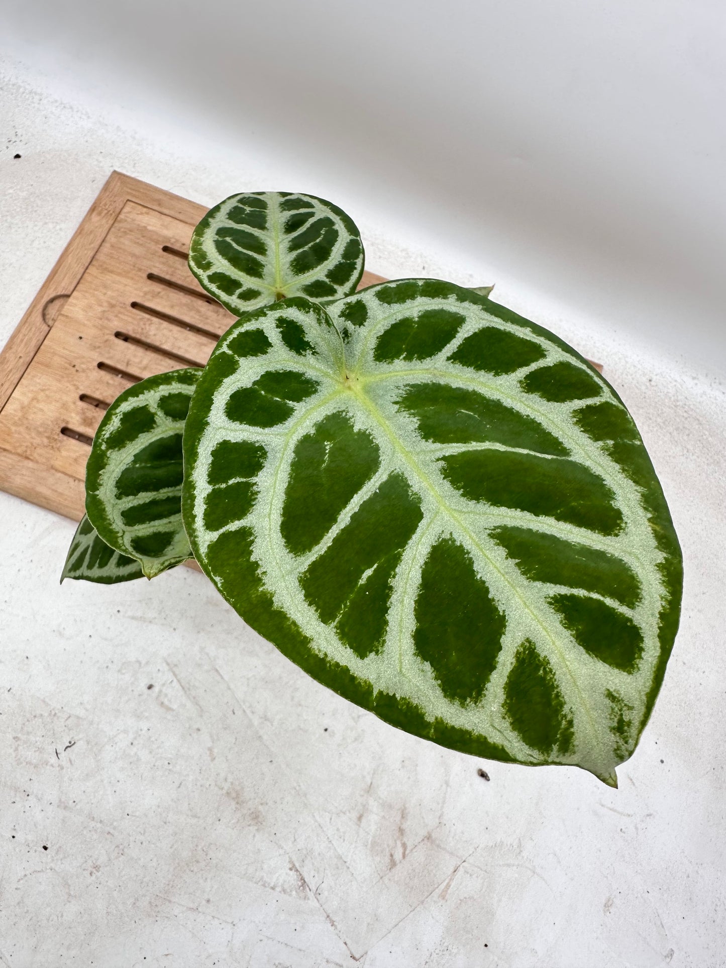 Anthurium Red Tiger Mutant - Good Size - Thanksgiving Sale 💚