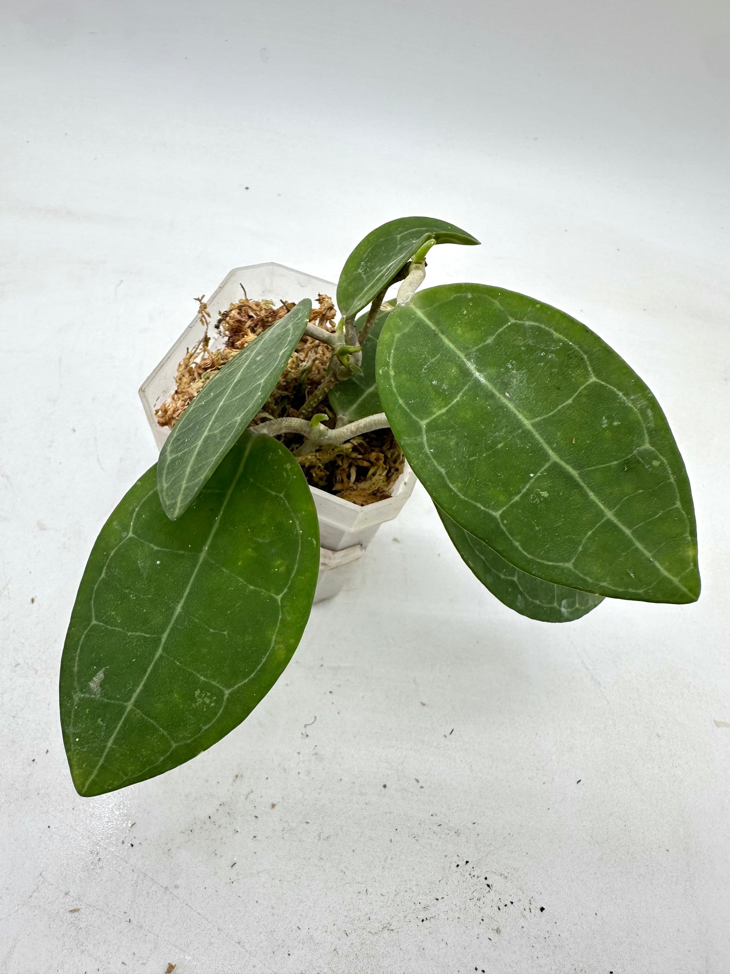 Hoya Elliptica - Multiple Growths