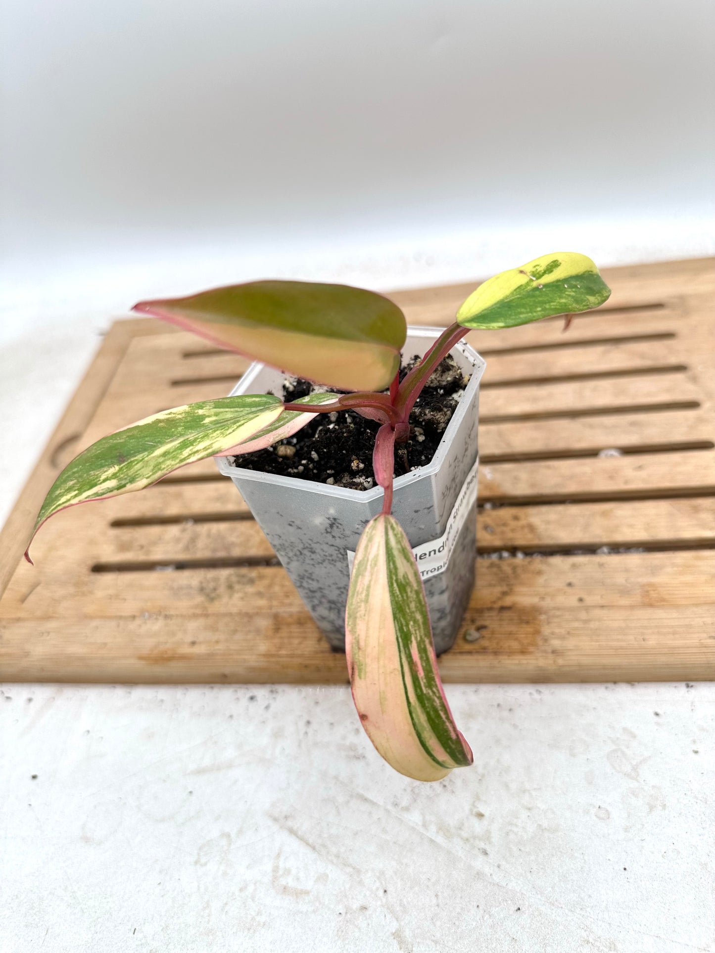 Philodendron Strawberry Shake - Thanksgiving Sale 💚