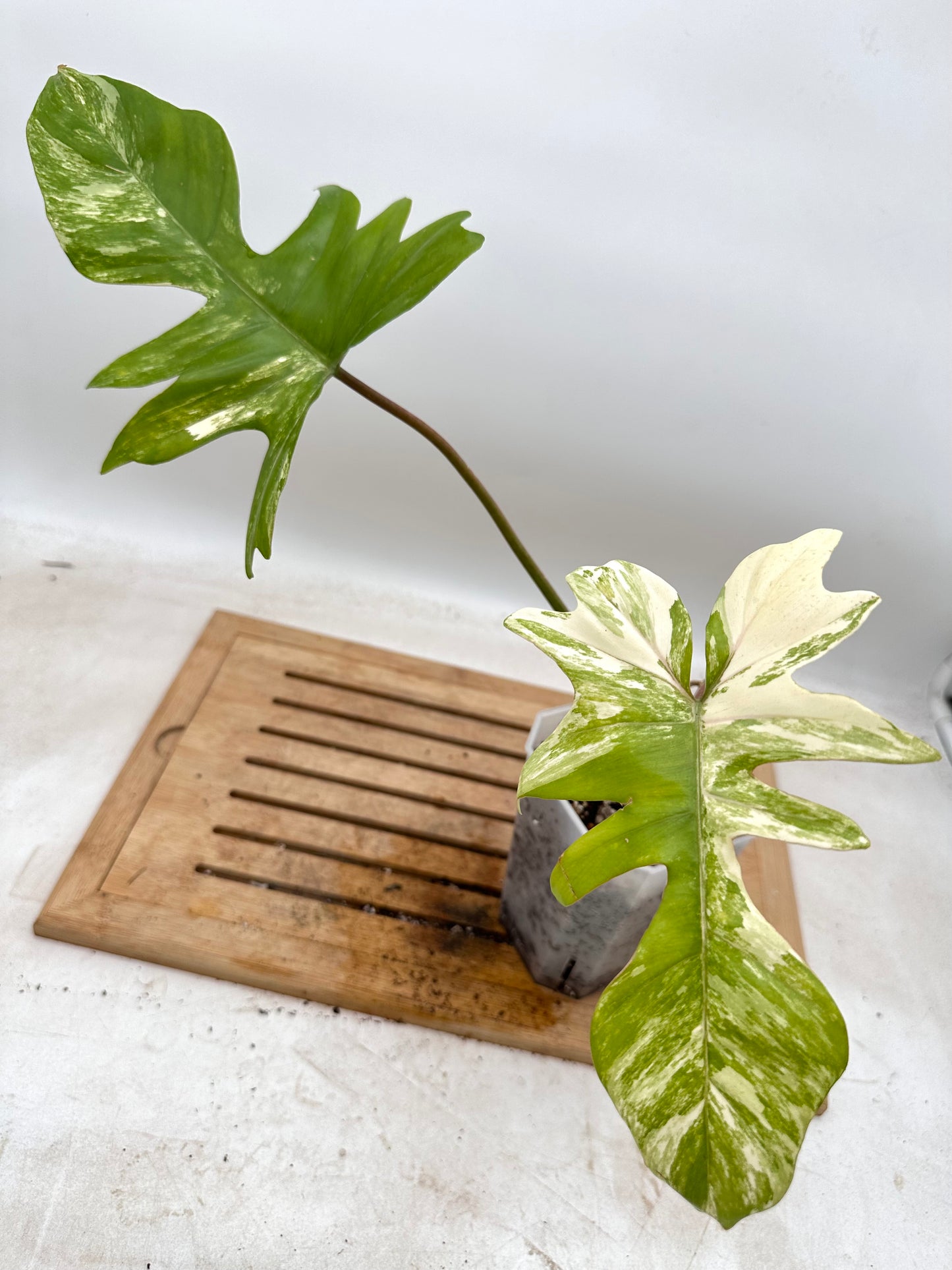 Philodendron FB x Mayoi Variegated - Multiple nodes bottom - Thanksgiving Sale