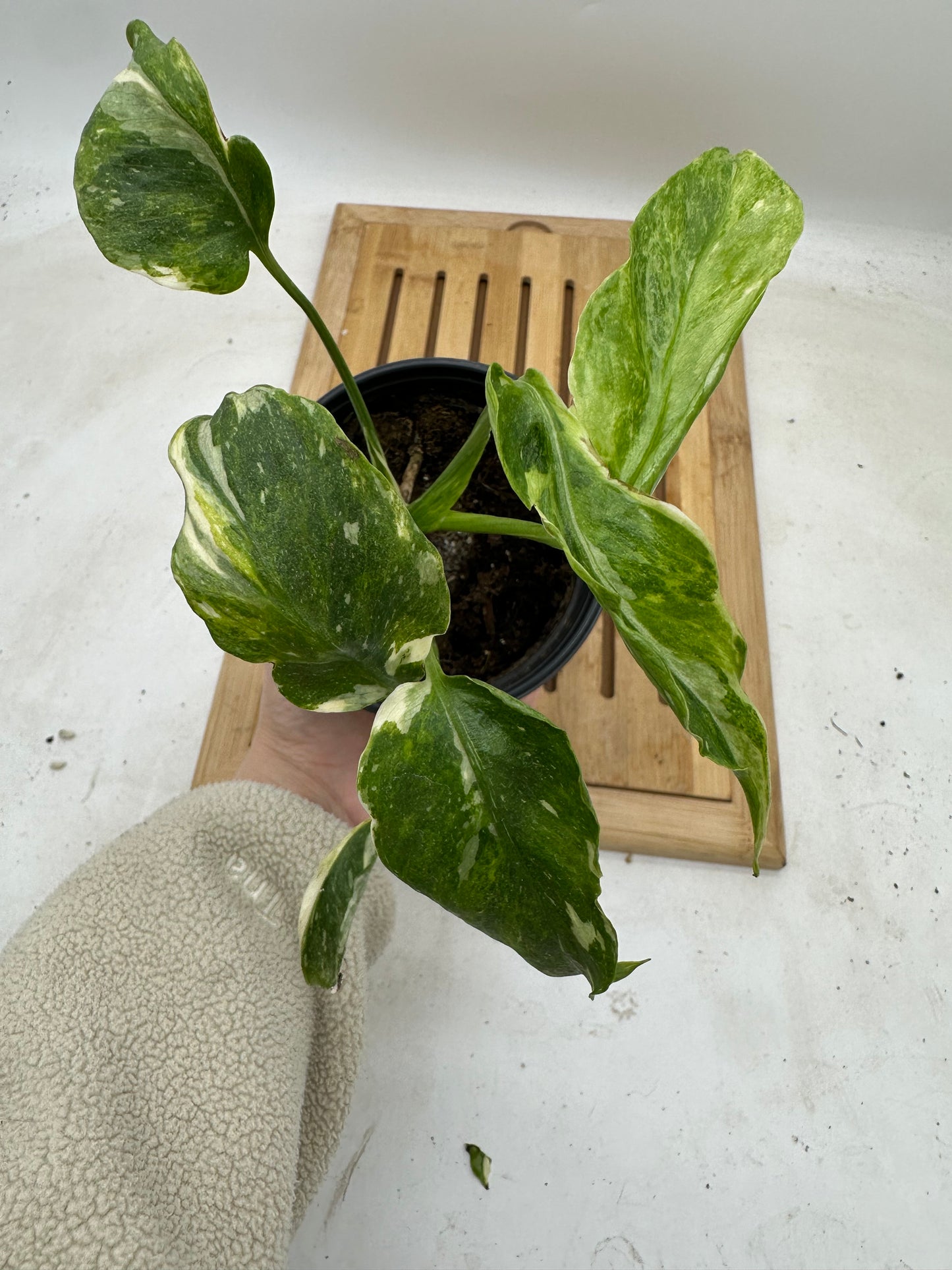 Monstera Tri-Color Mutated