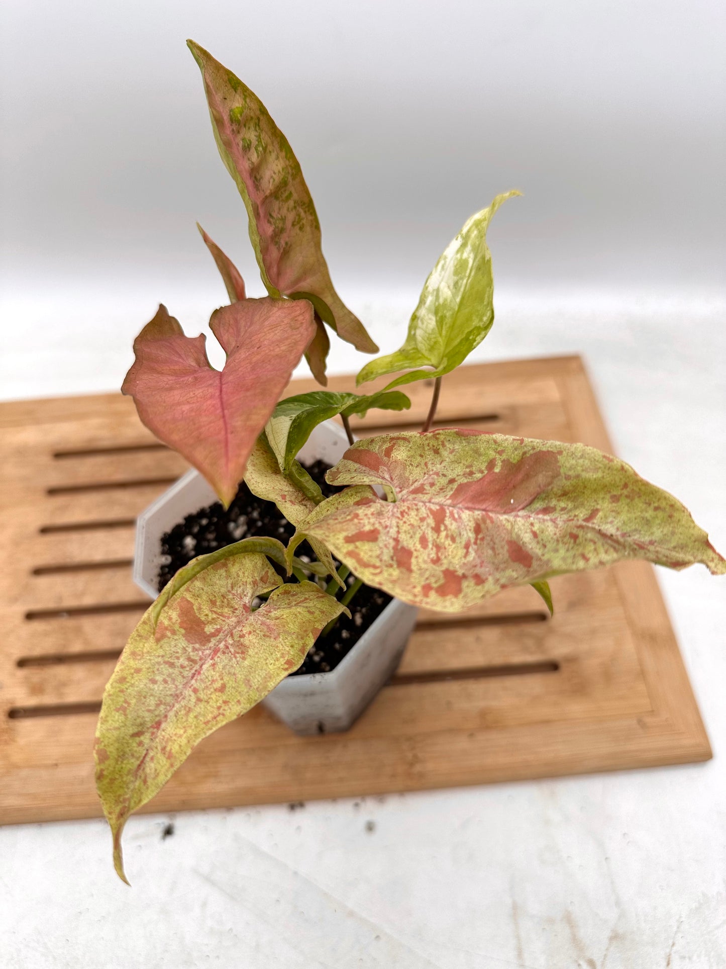 Mixture of Syngoniums - Pink Flecked, Milk Confetii, Albo - August Sale