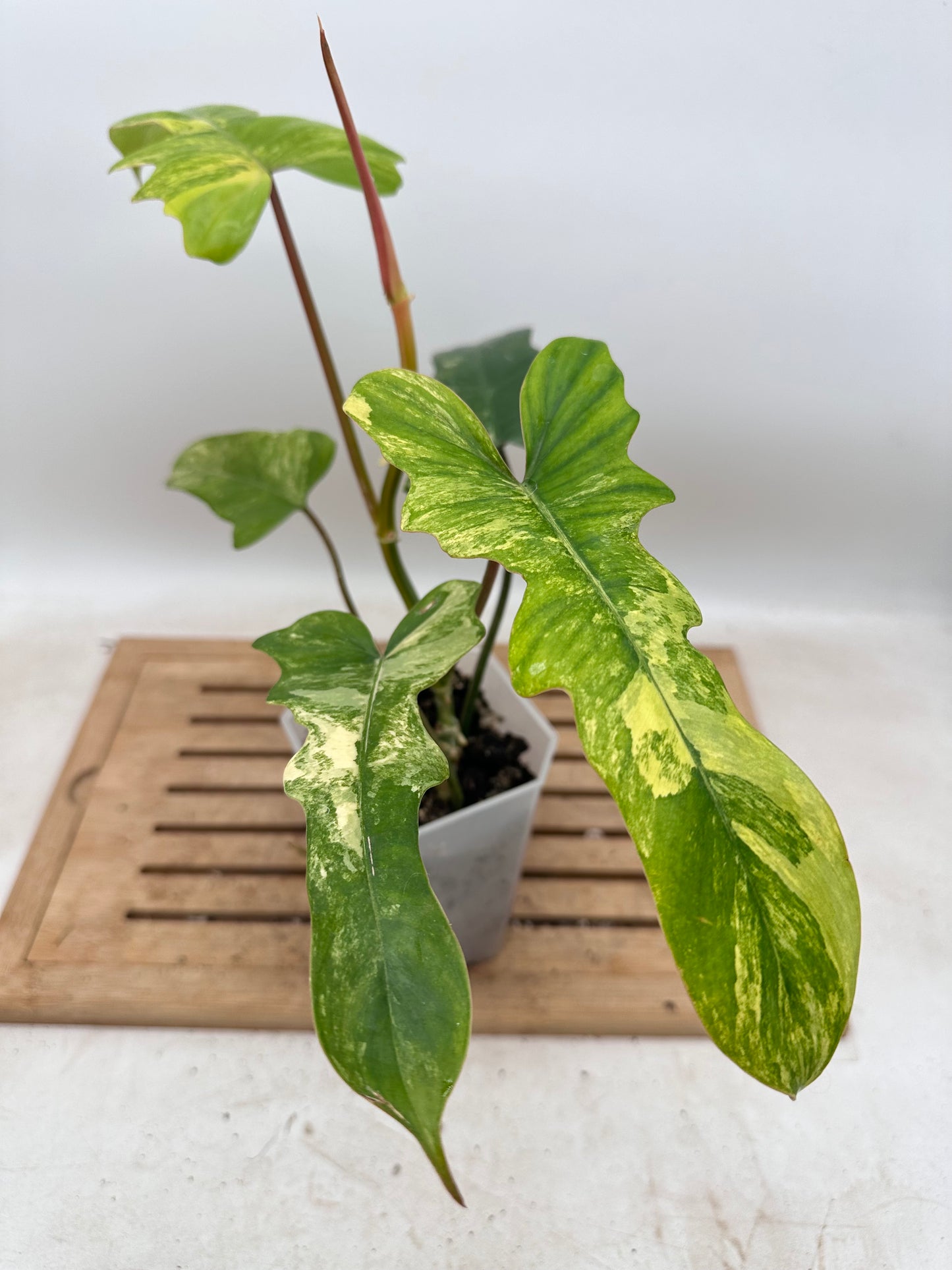 Philodendron FB x Mayoi Variegated - Thanksgiving Sale 💚