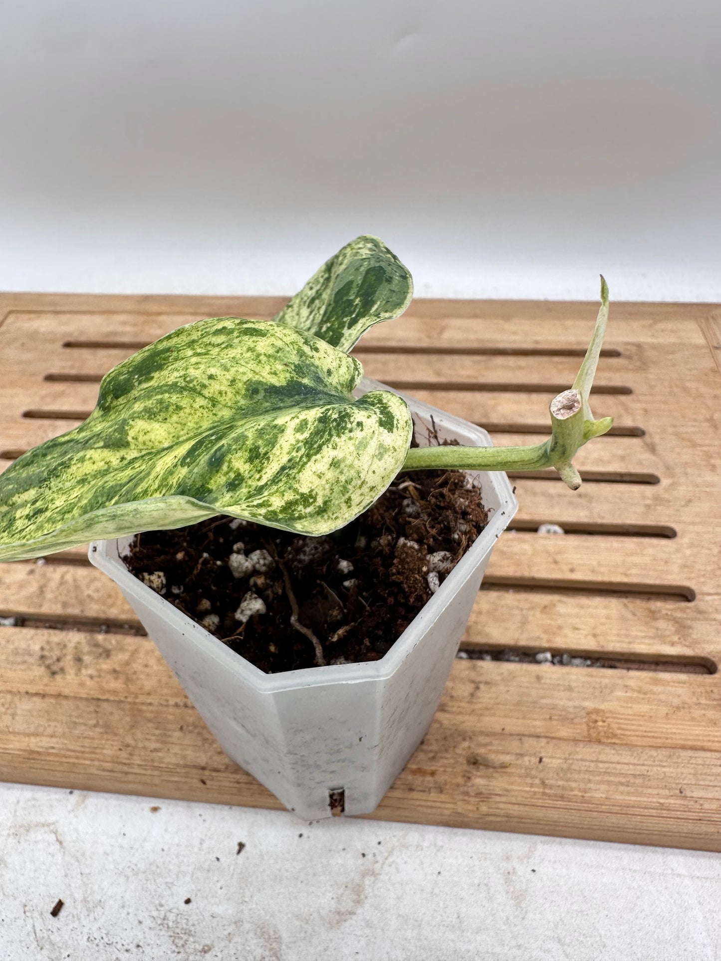 Scindapsus Halimoon Bottom Cut - Thanksgiving Sale 💚