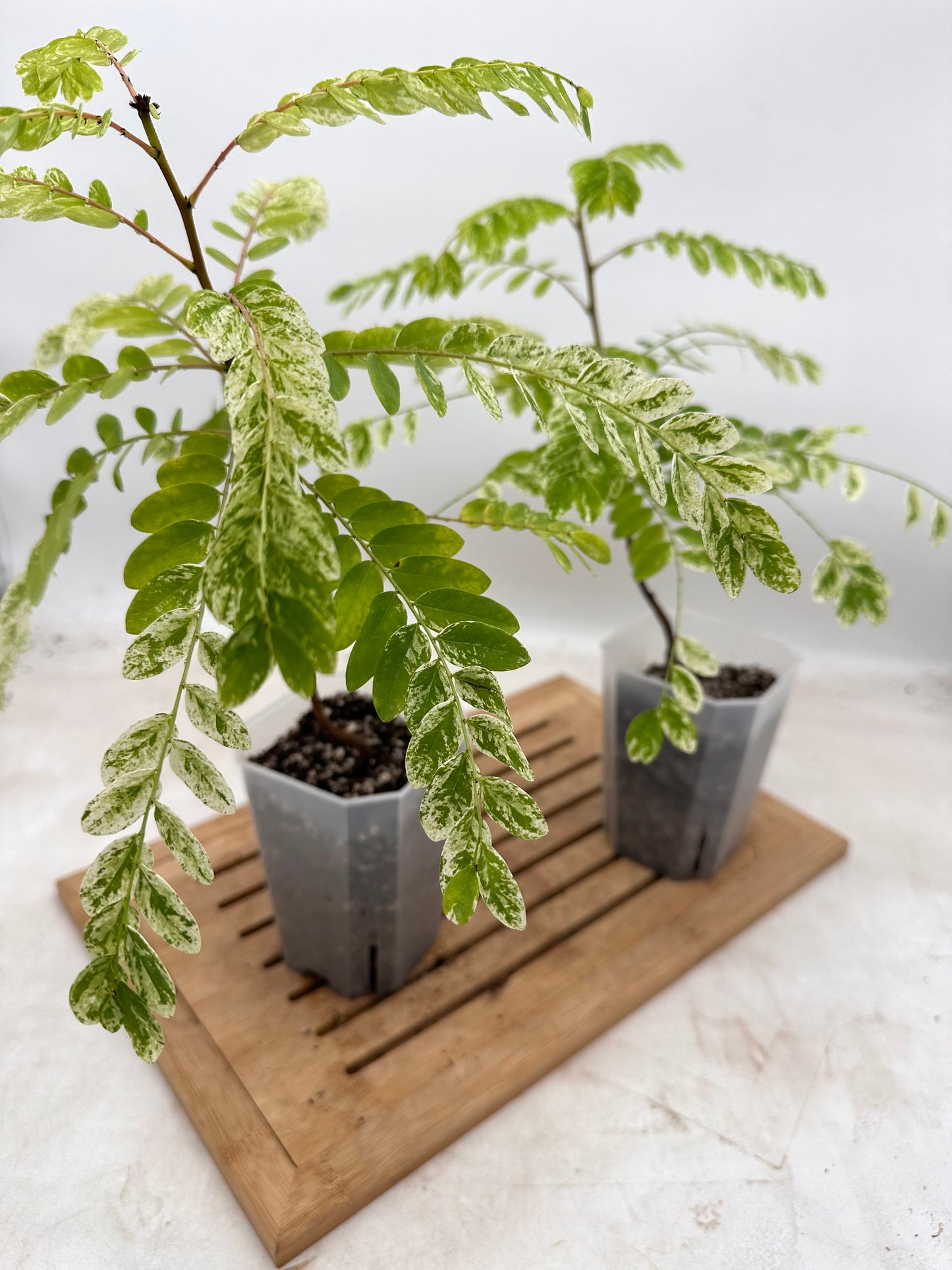 Phyllanthus Pulcher Variegated - Size M