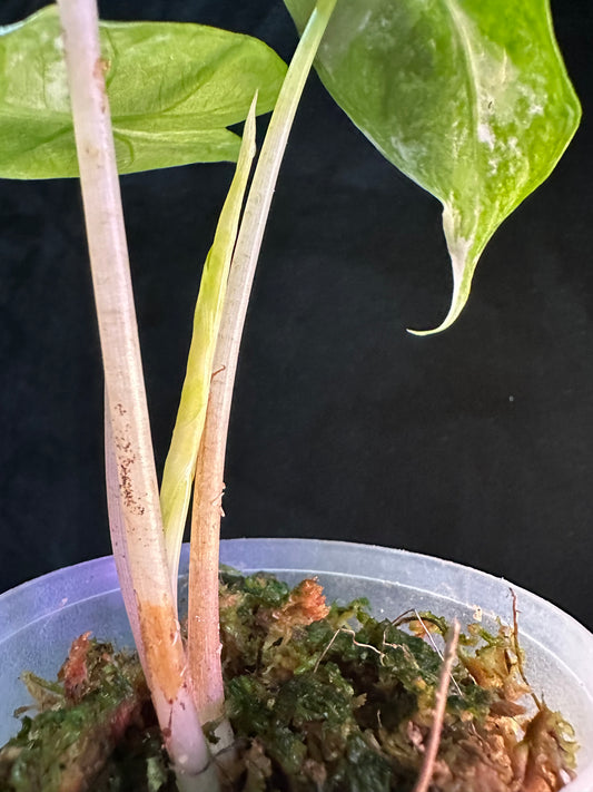 Alocasia Pink Dragon Albo Pink Variegated