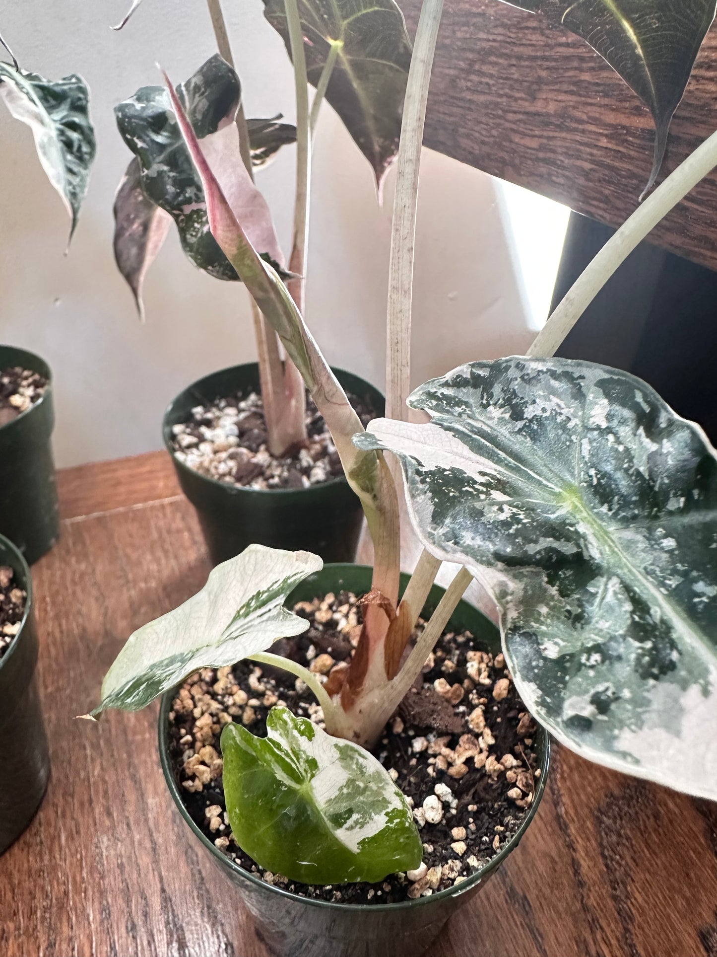 Alocasia Polly Snowflake Pink Variegated