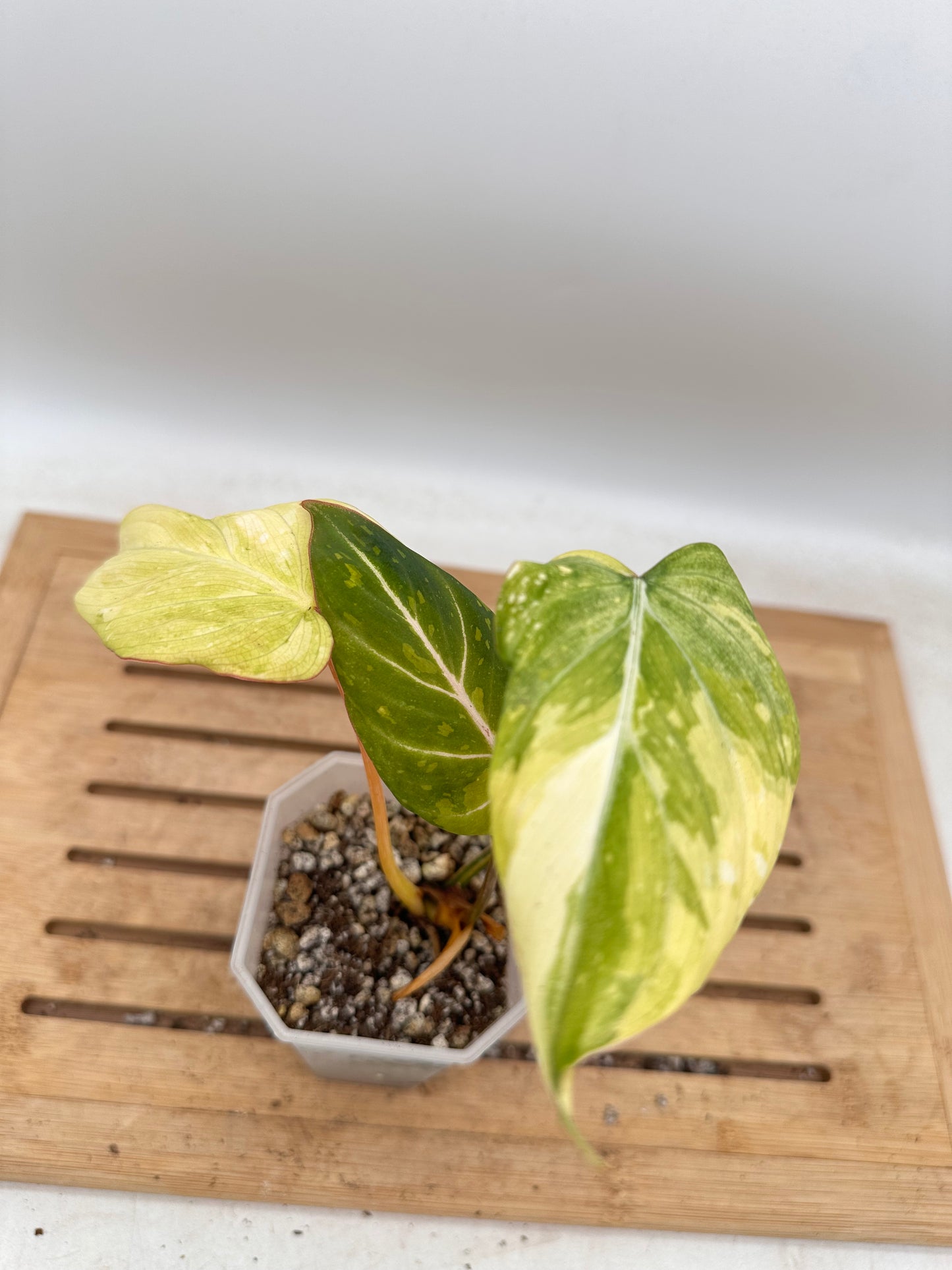 Philodendron Gloriosum Aurea Variegated - Thanksgiving Sale 💚