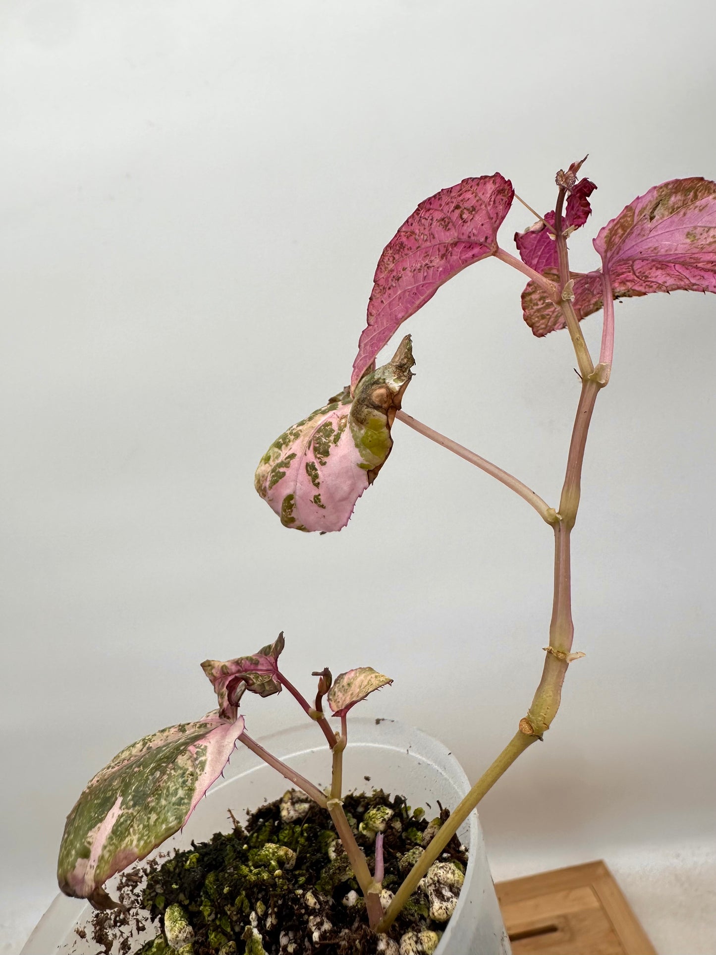 Scissus Discolor Pink Variegated 💖 - August Sale