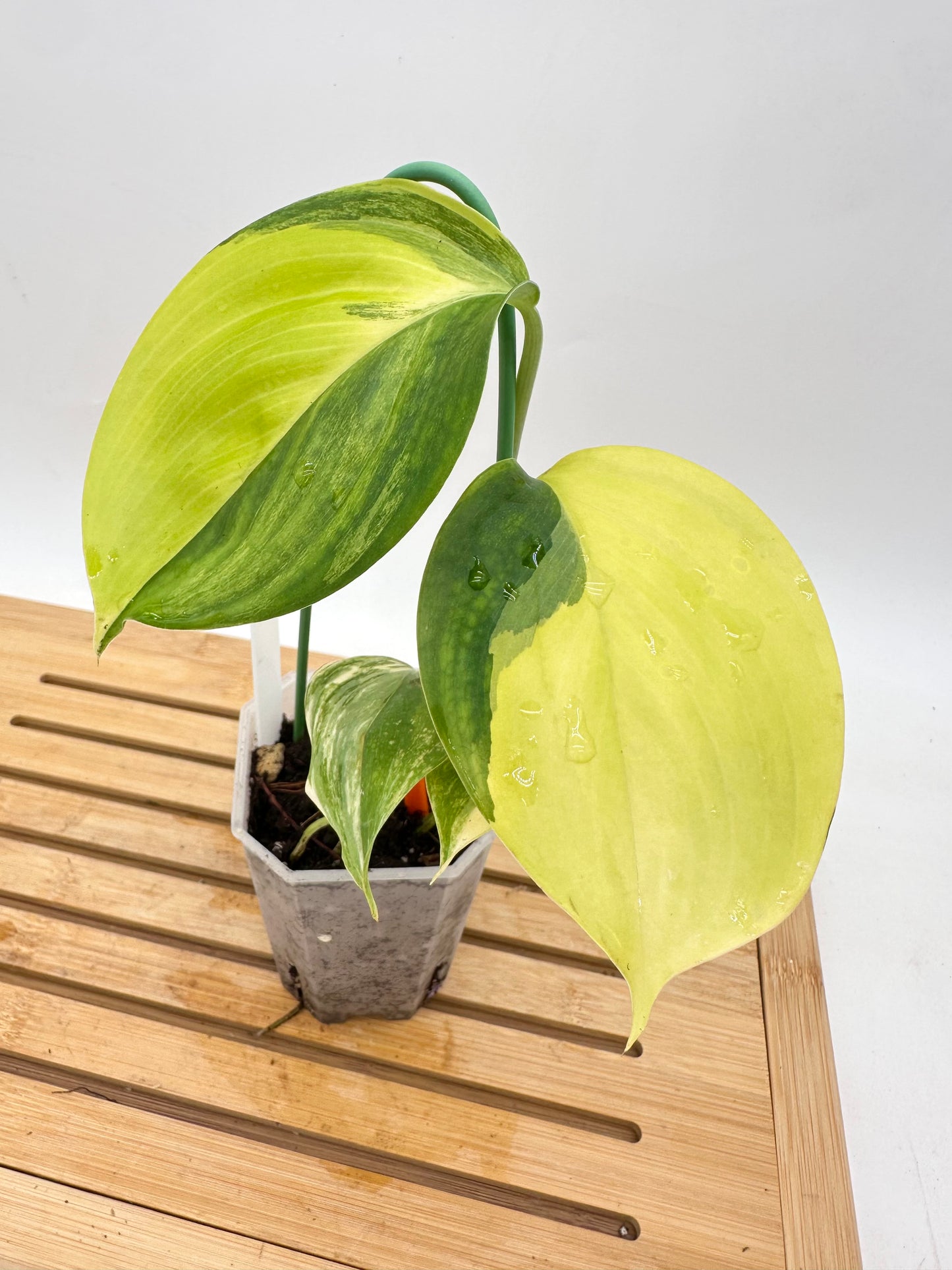 Scindapsus Blue Aurea Variegated