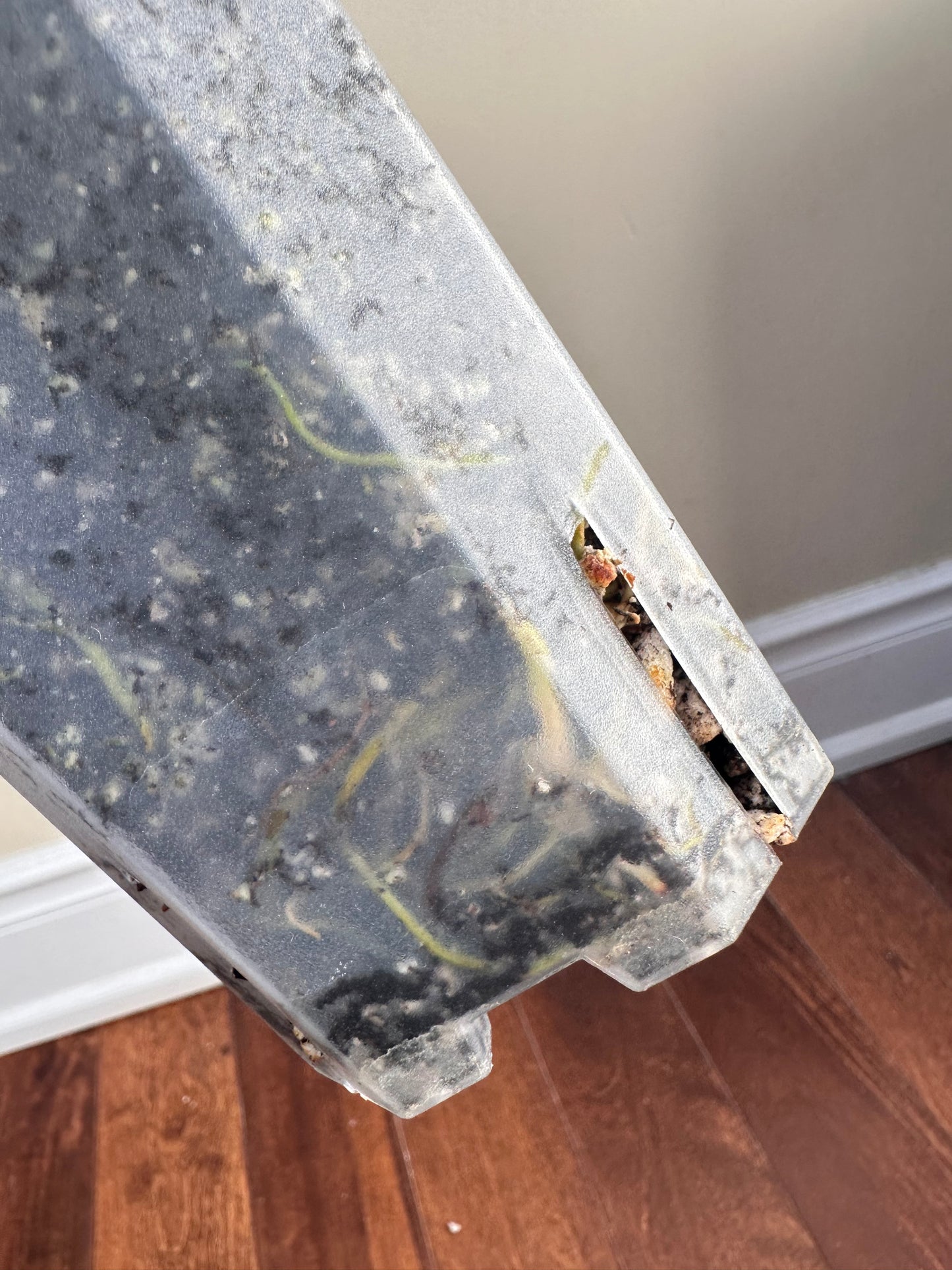 Philodendeon Paraiso Verde Albo Variegated - Thanksgiving Sale 💚