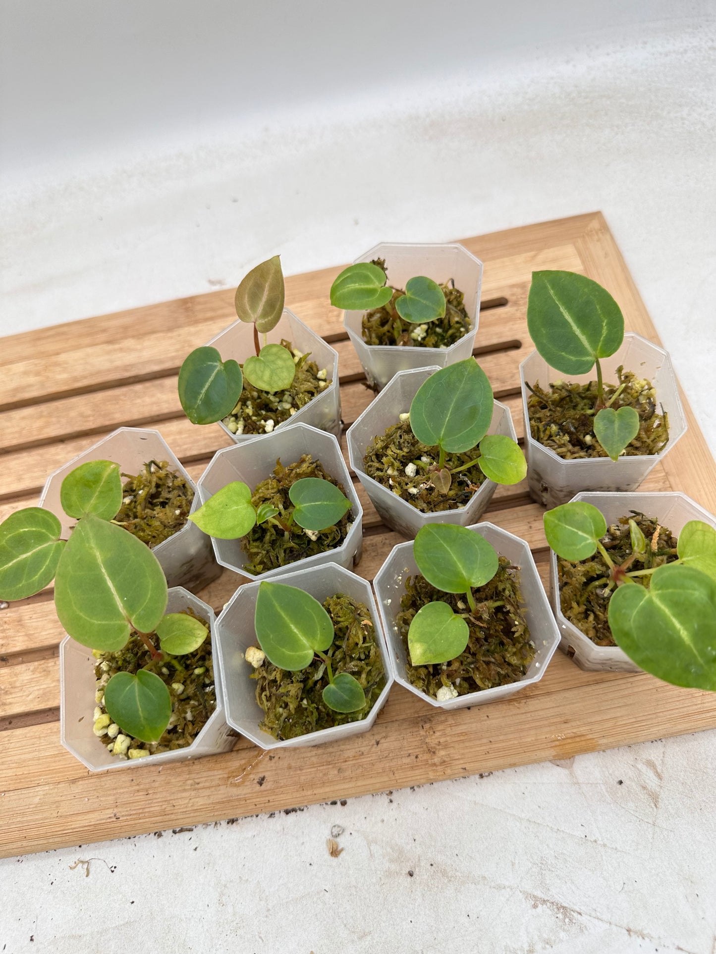 Anthurium Michelle x Michelle Seedling (self-Pollination) - August Sale