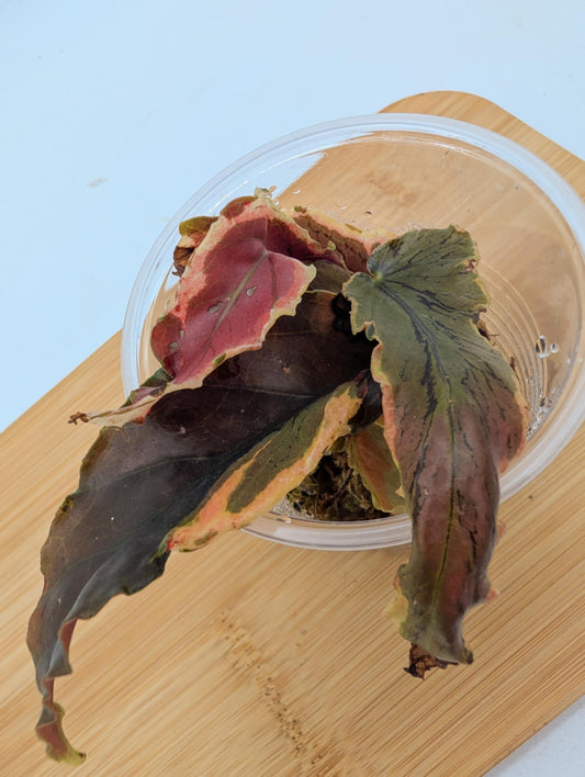 Begonia Dainty Spray Variegated