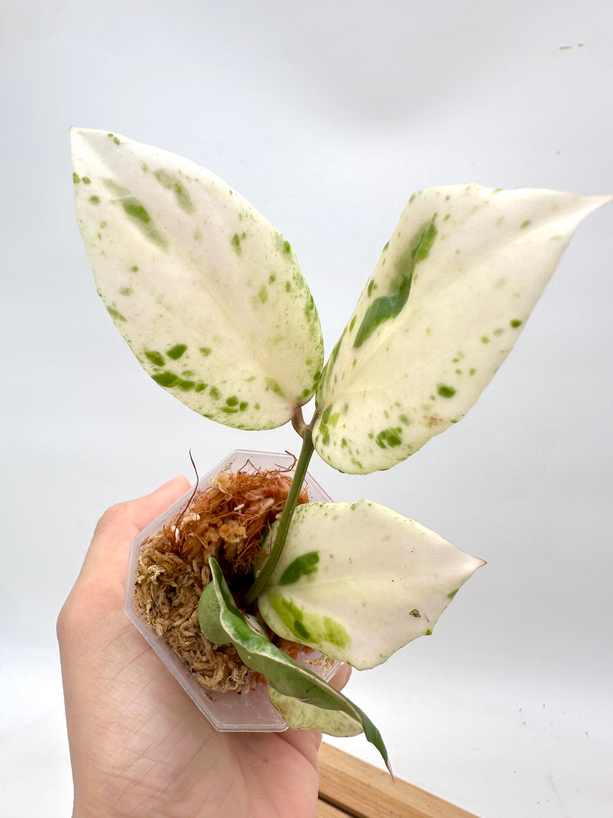 Hoya Cv. Candy