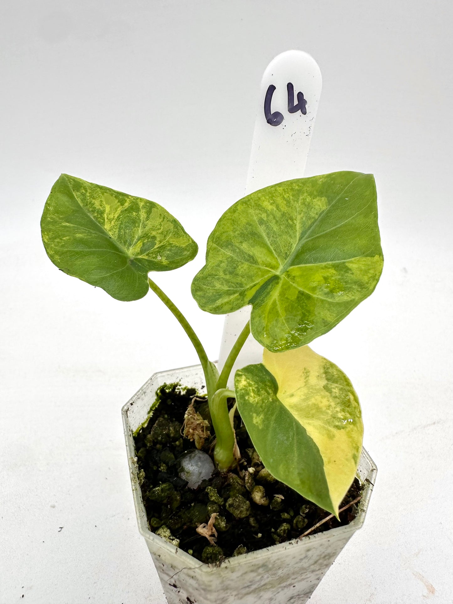 Alocasia Calidora variegated 064
