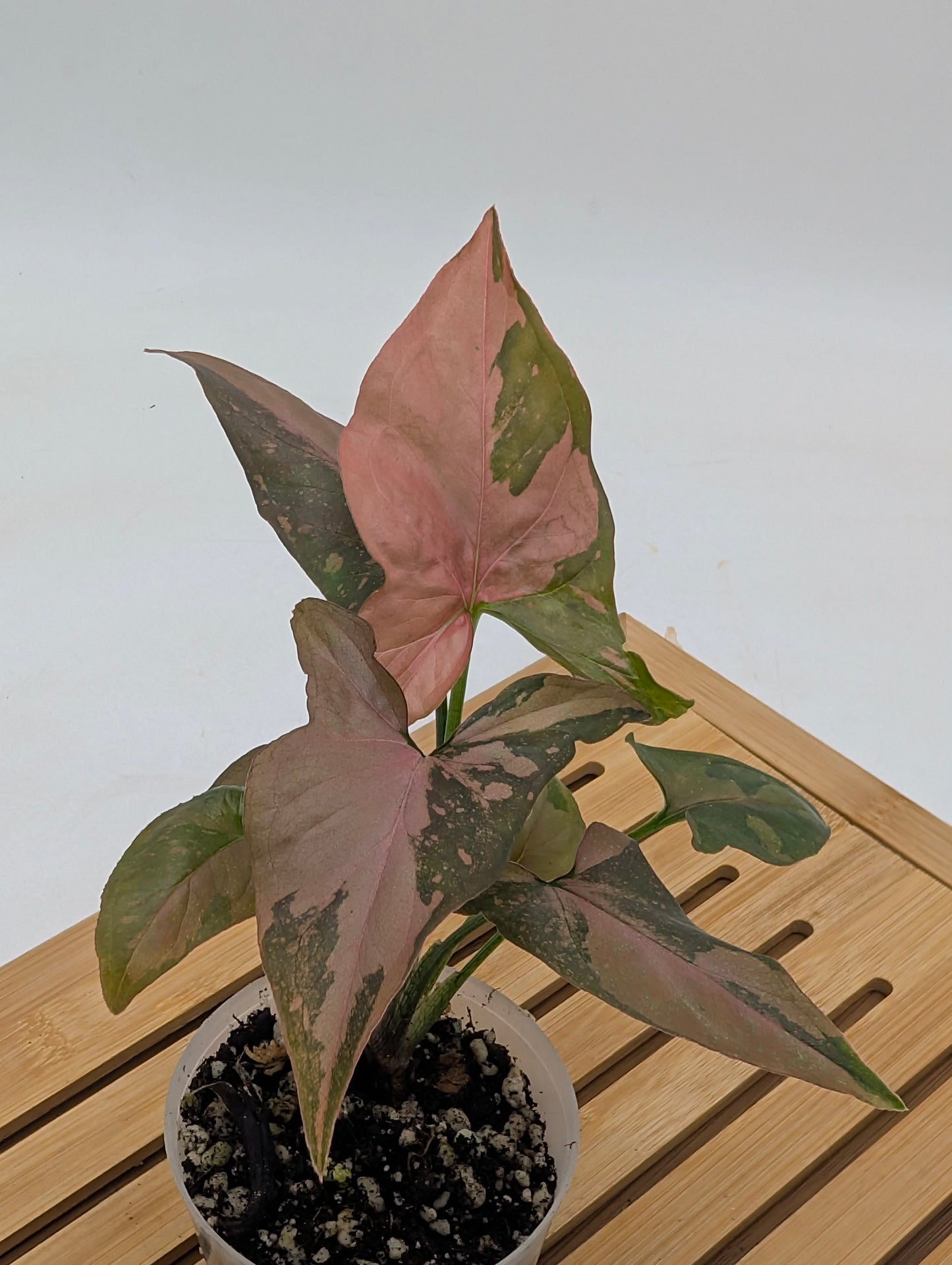 Syngonium Chocolate Pink Galaxy