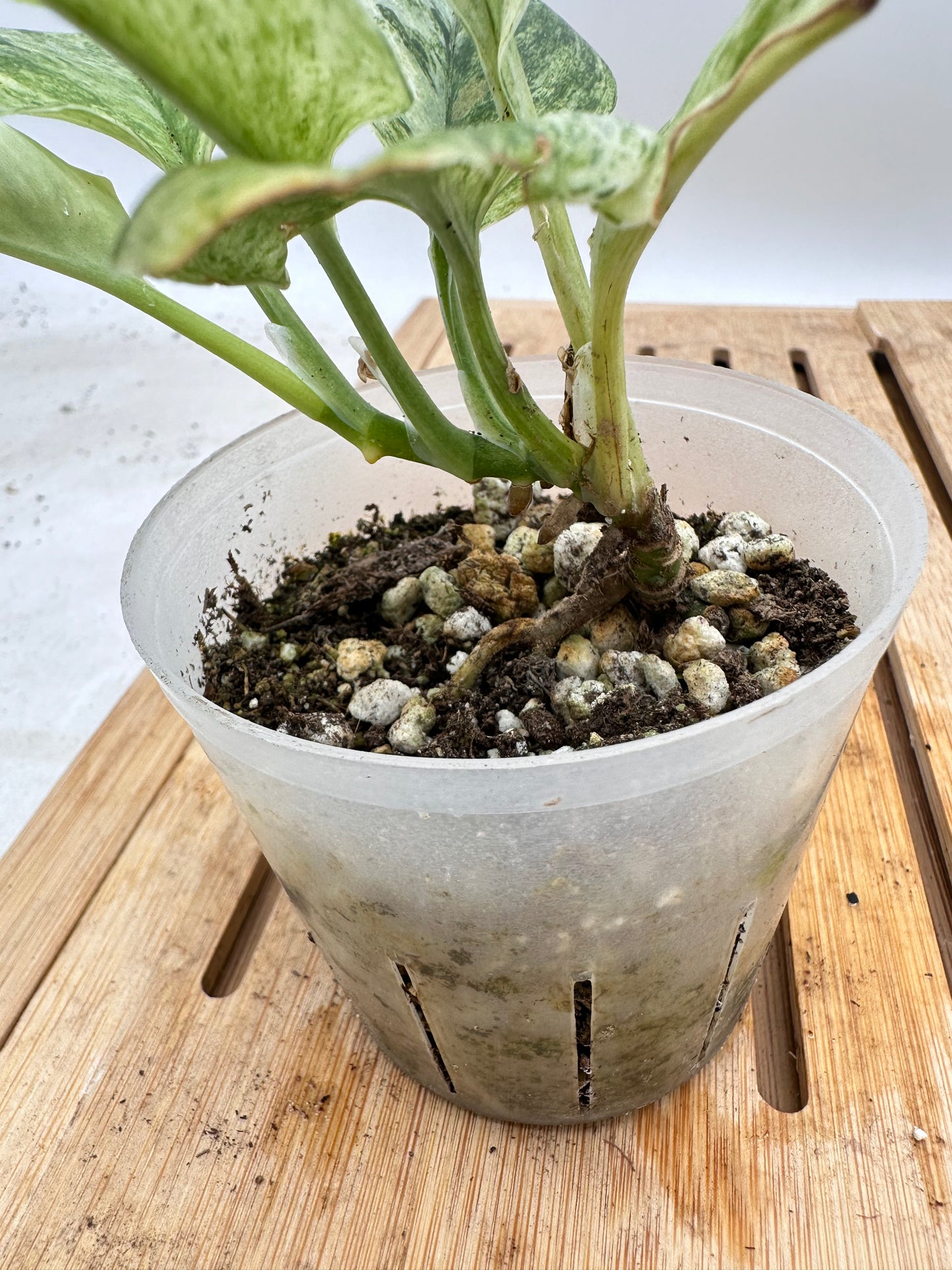 Scindapsus Super Star