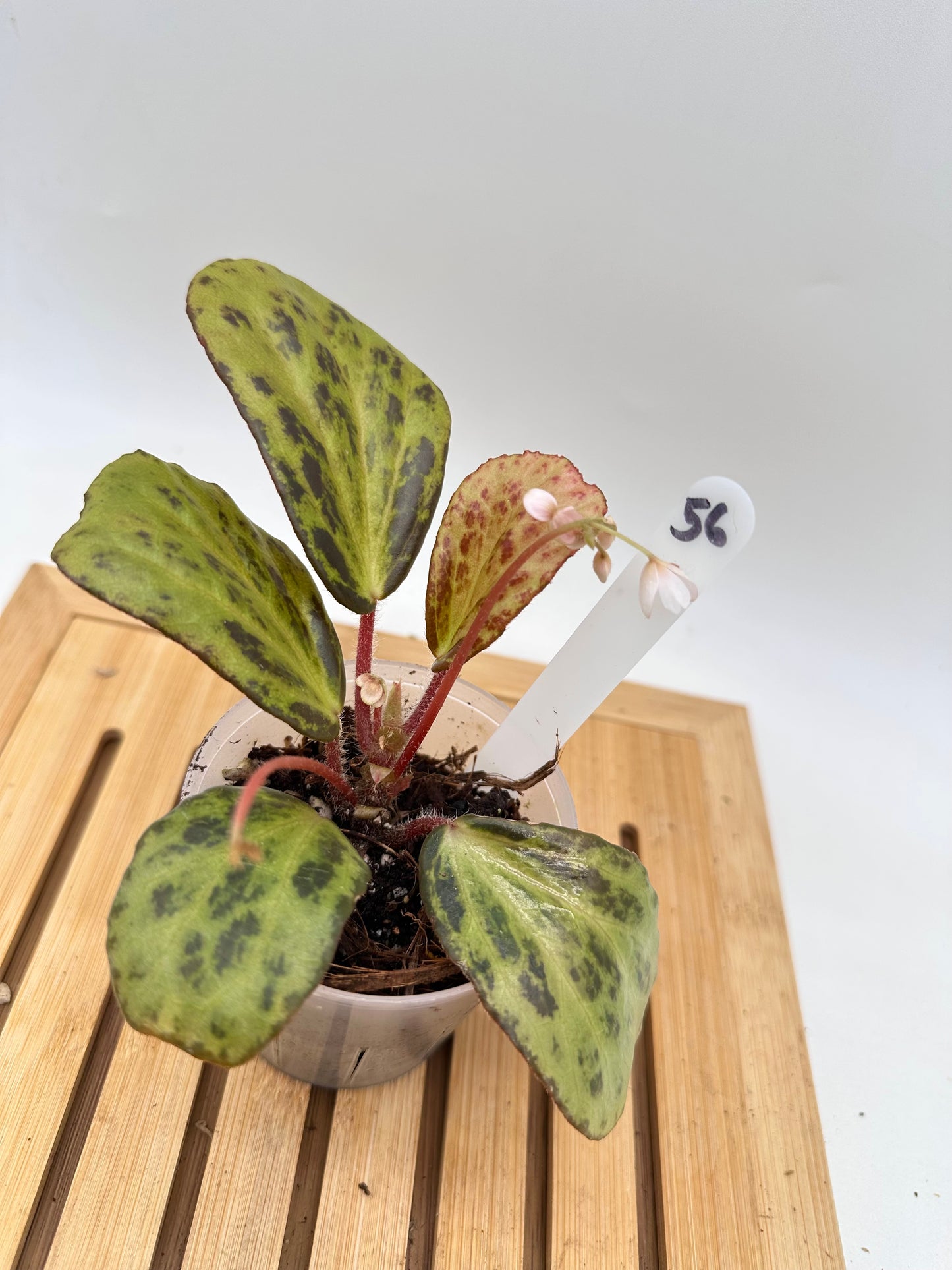 Begonia Blancii Mottled