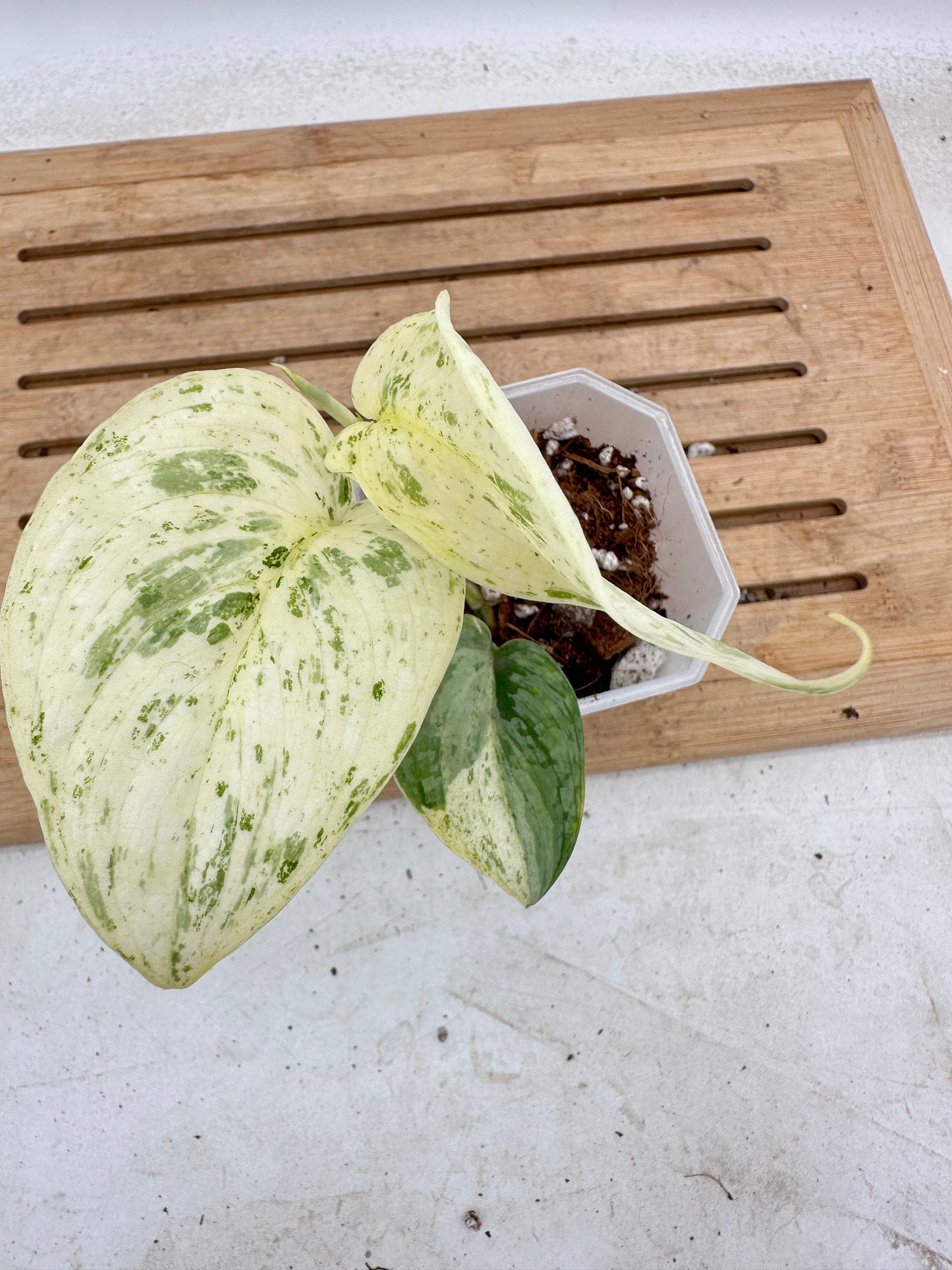 Scindapsus Bahorok - Thanksgiving Sale
