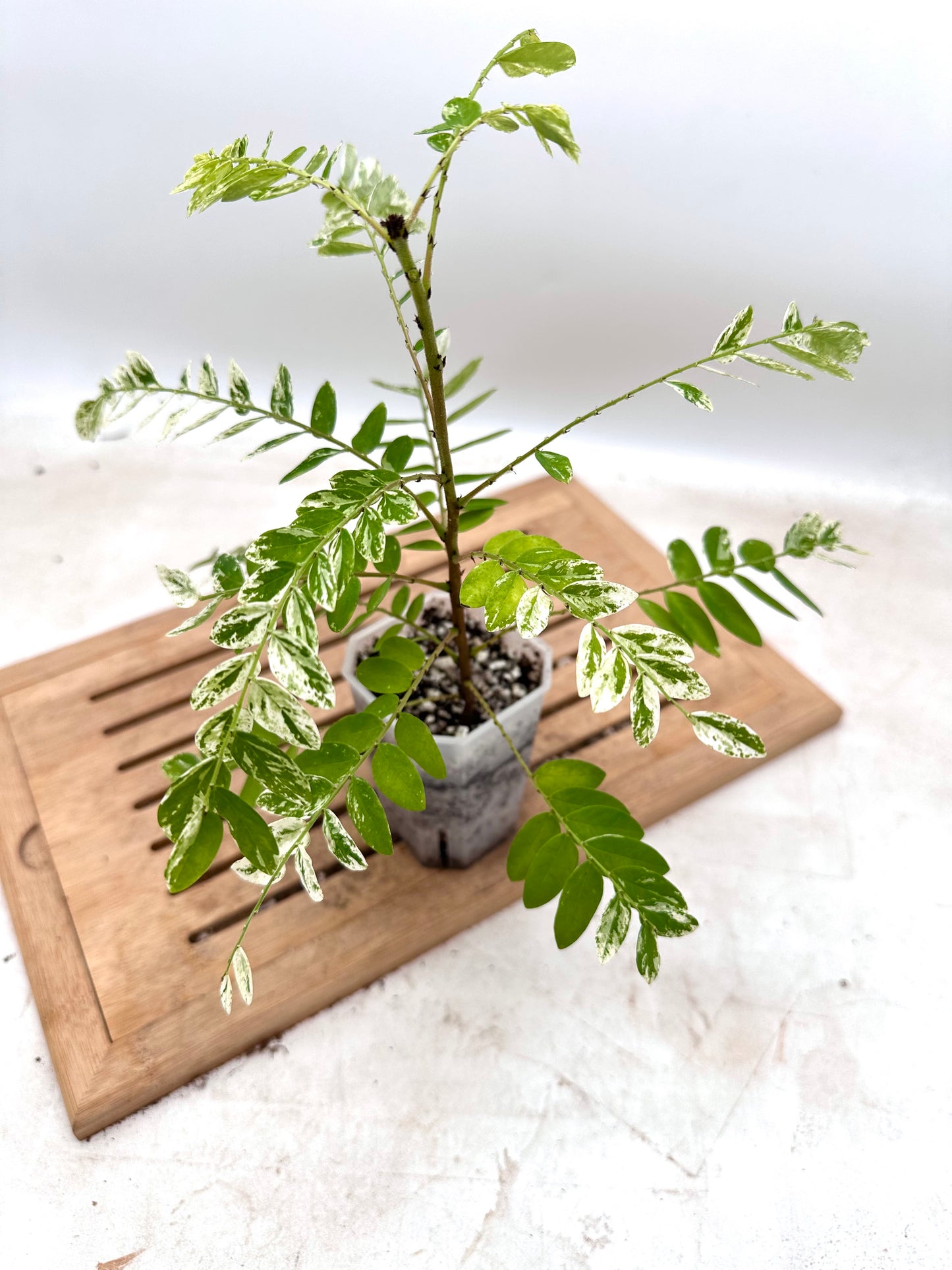 Phyllanthus Pulcher Variegated