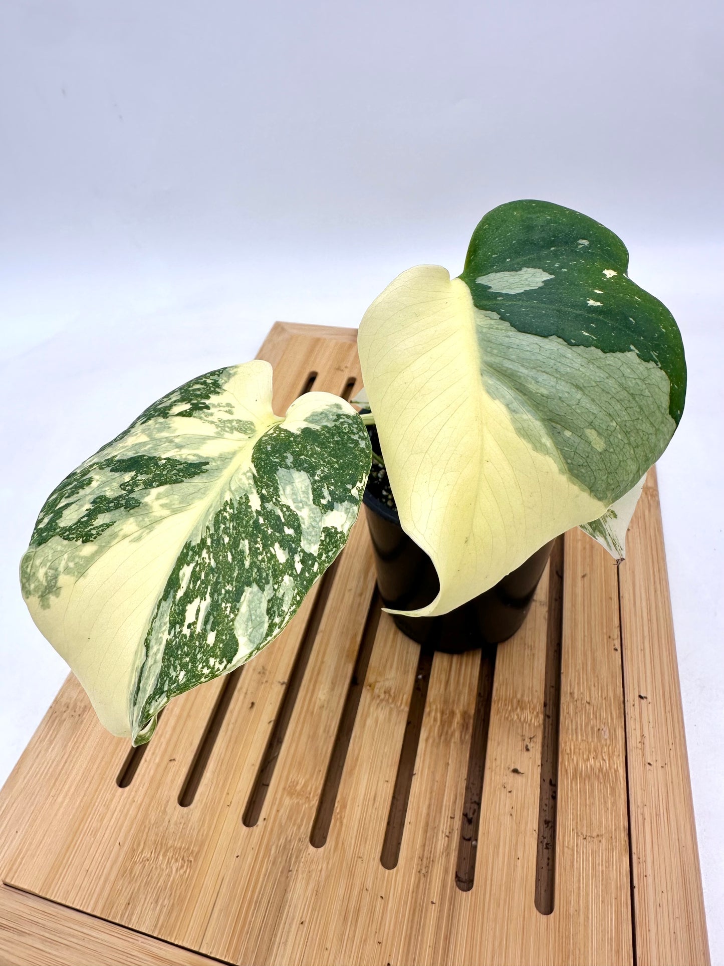 Monstera Thai Constellation - Snow White Pattern