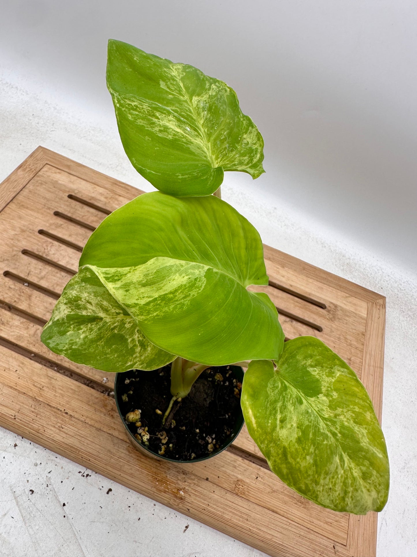 Homalonema Variegated - August Sale