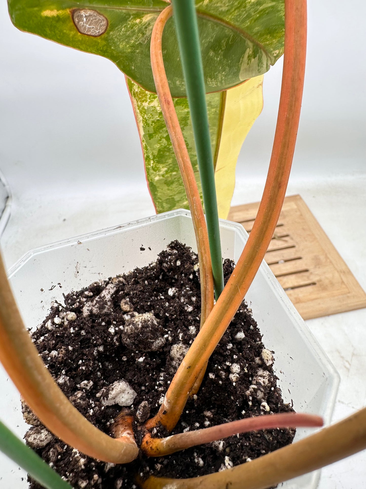 Philodendron Billietiae Variegated